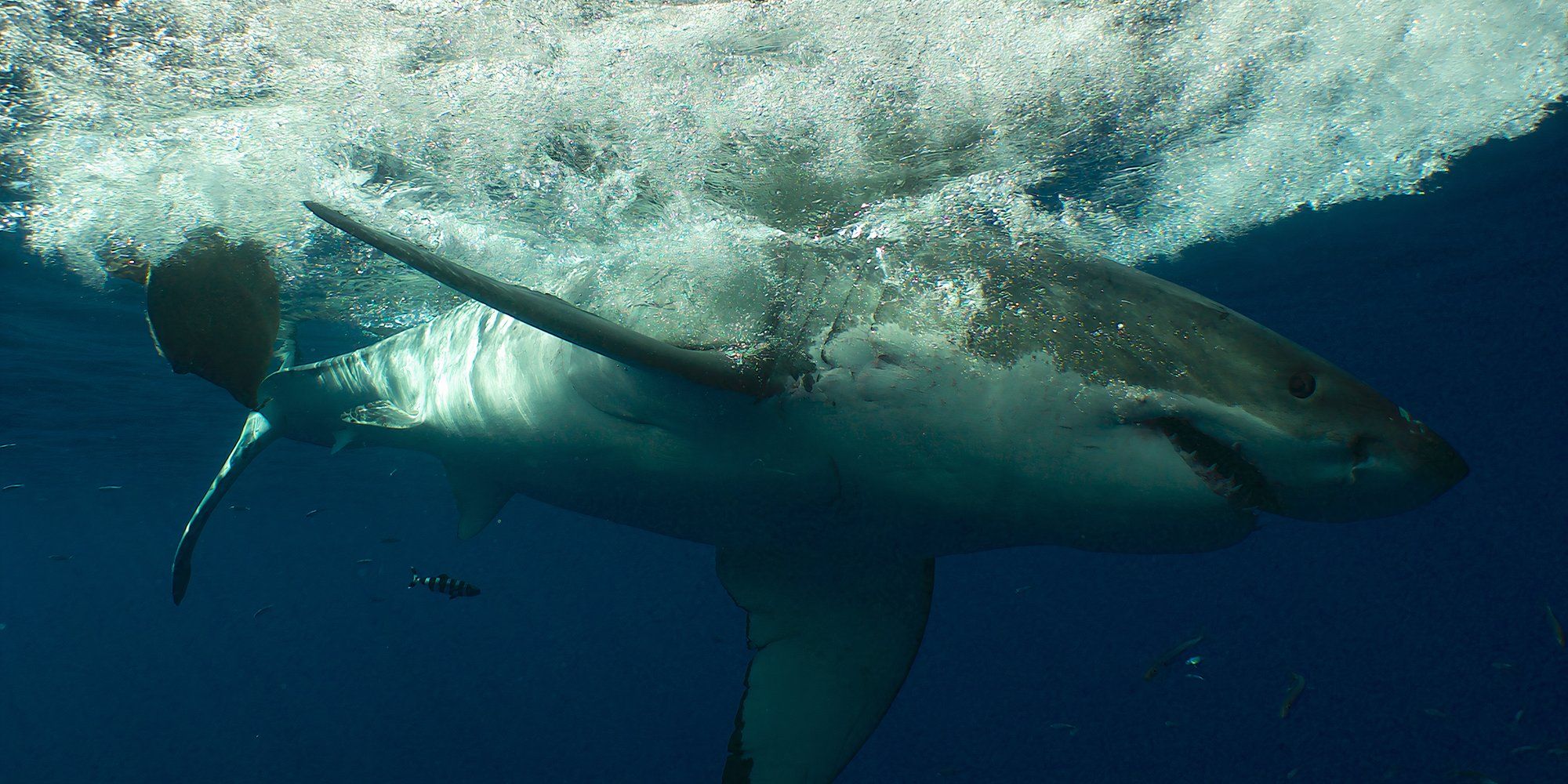 great white serial killer shark week still 3
