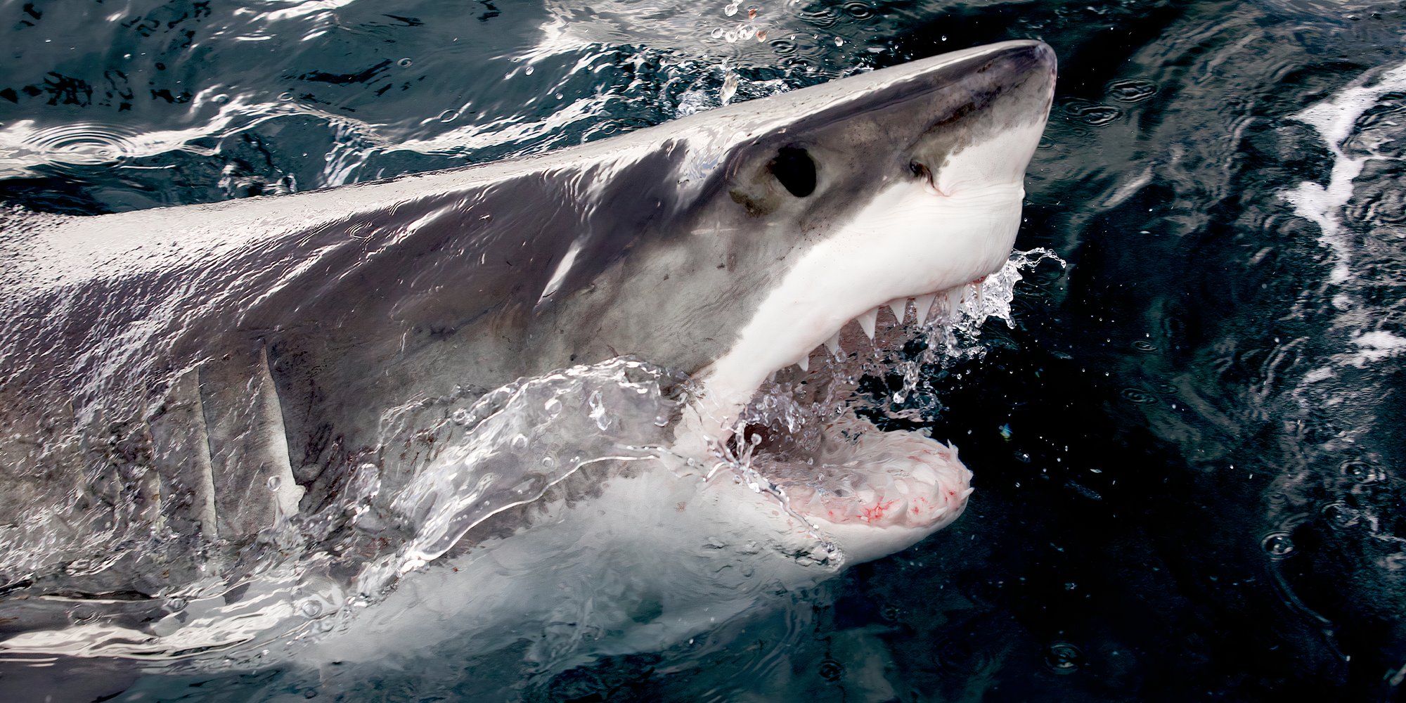 grande assassino em série branco tubarão semana ainda 4