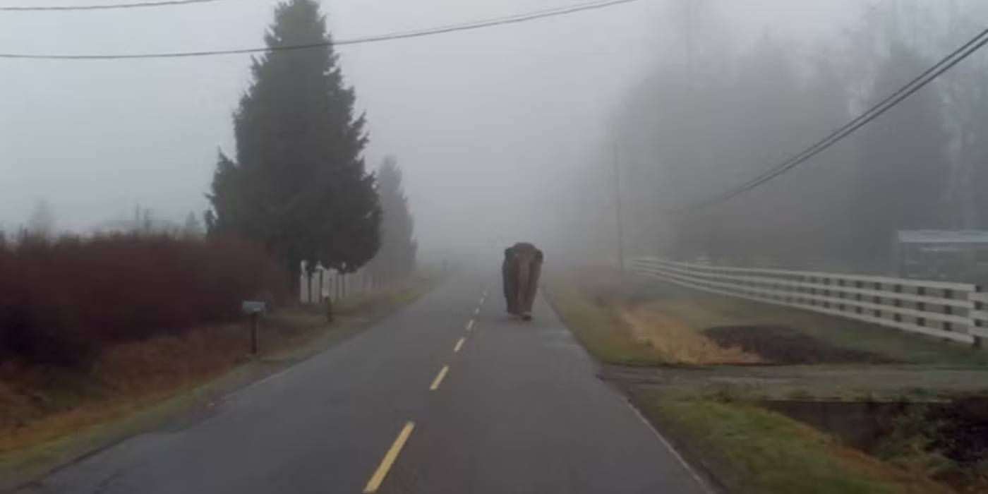 X-Files elephant in Fearful Symmetry
