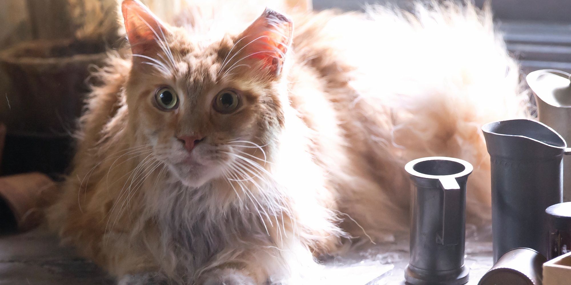 Buttercup in The Hunger Games