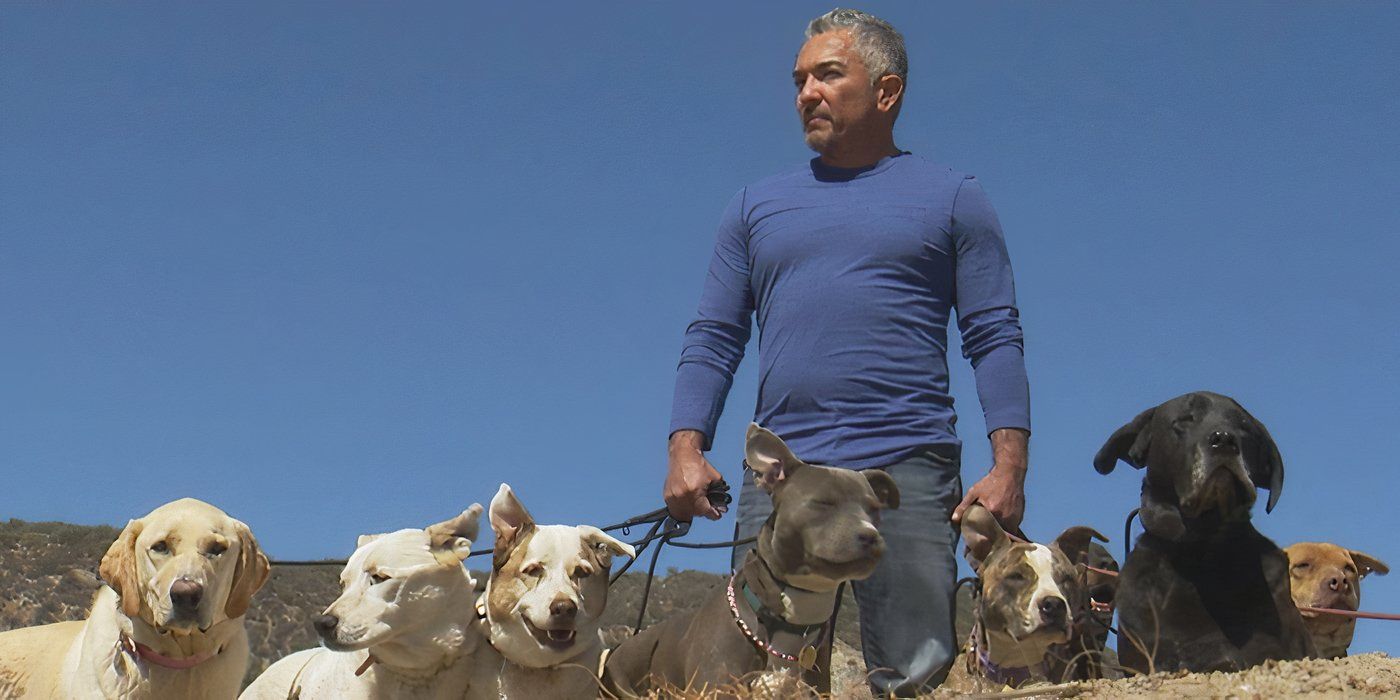 Cesar Milan walking his dogs in The Dog Whisperer.