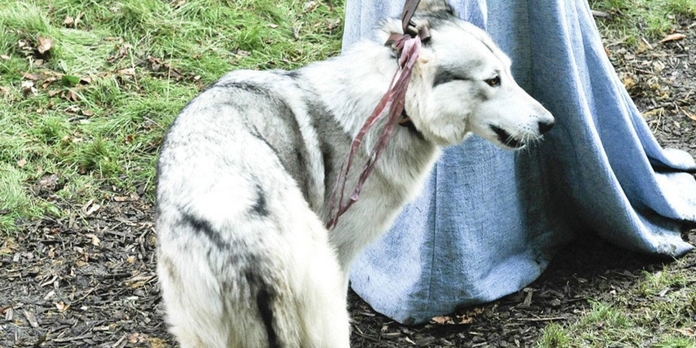 Game Of Thrones Ending: The Fates Of All Stark Direwolves Explained