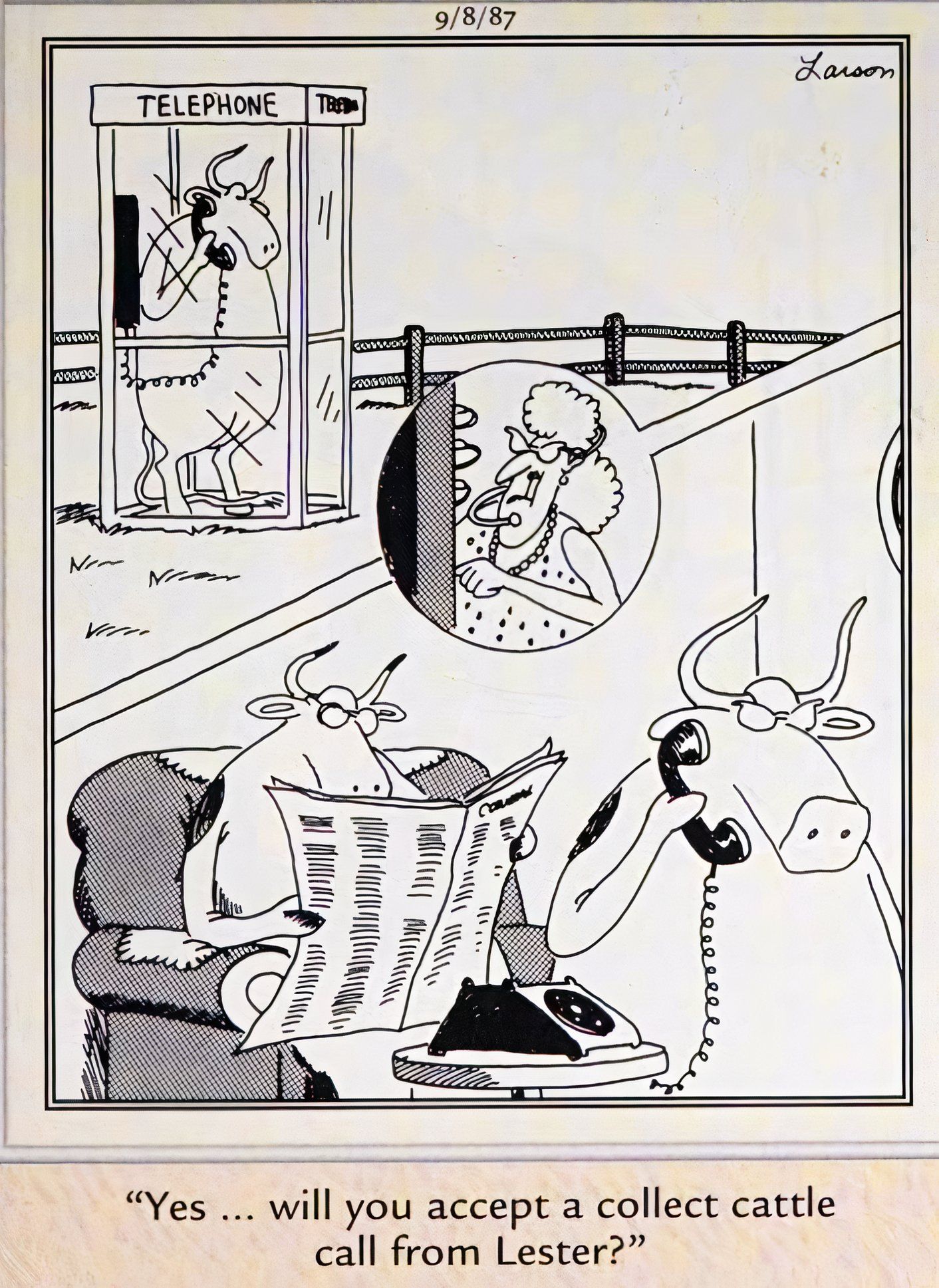 Far Side, September 8, 1987, a cow calls home collect from a phone booth