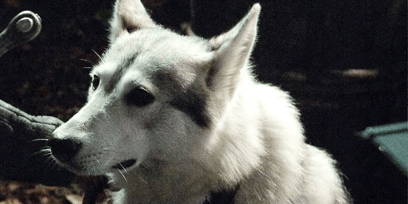 Game Of Thrones Ending: The Fates Of All Stark Direwolves Explained