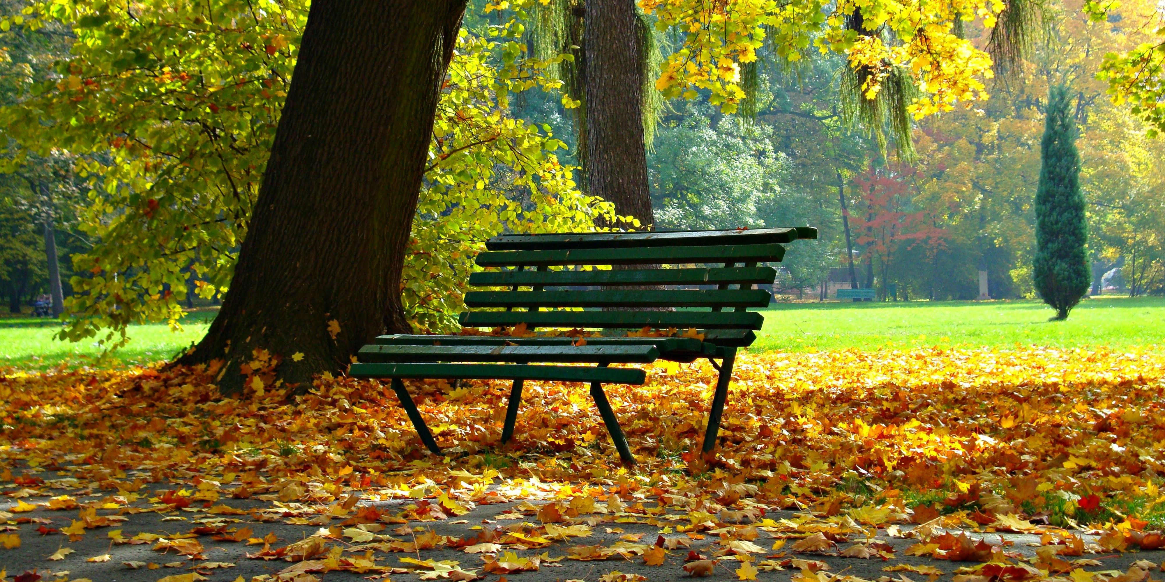 An image of a park bench in the fall with a pile of dead leaves beneath it
