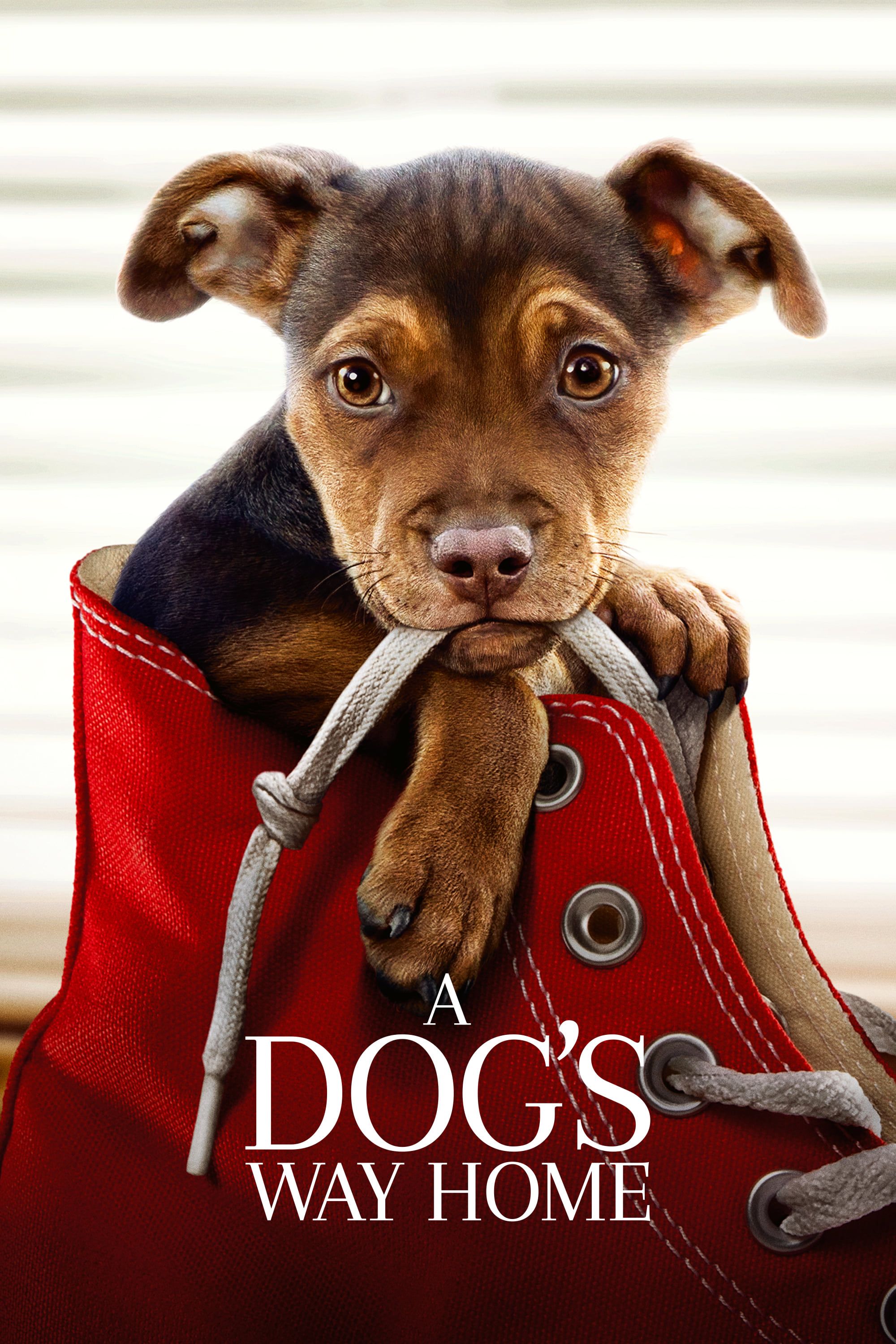 The 25 Saddest Dog Movies Of All Time (For When You Need A Good Cry)