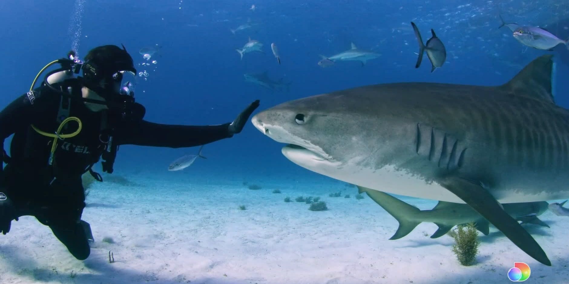 A diver with a shark in his fin