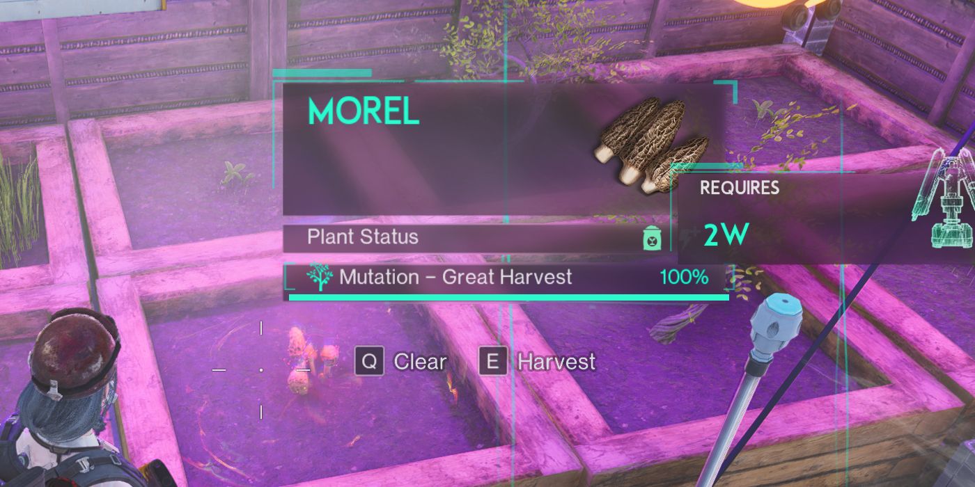 How To Get Morel Seeds In Once Human