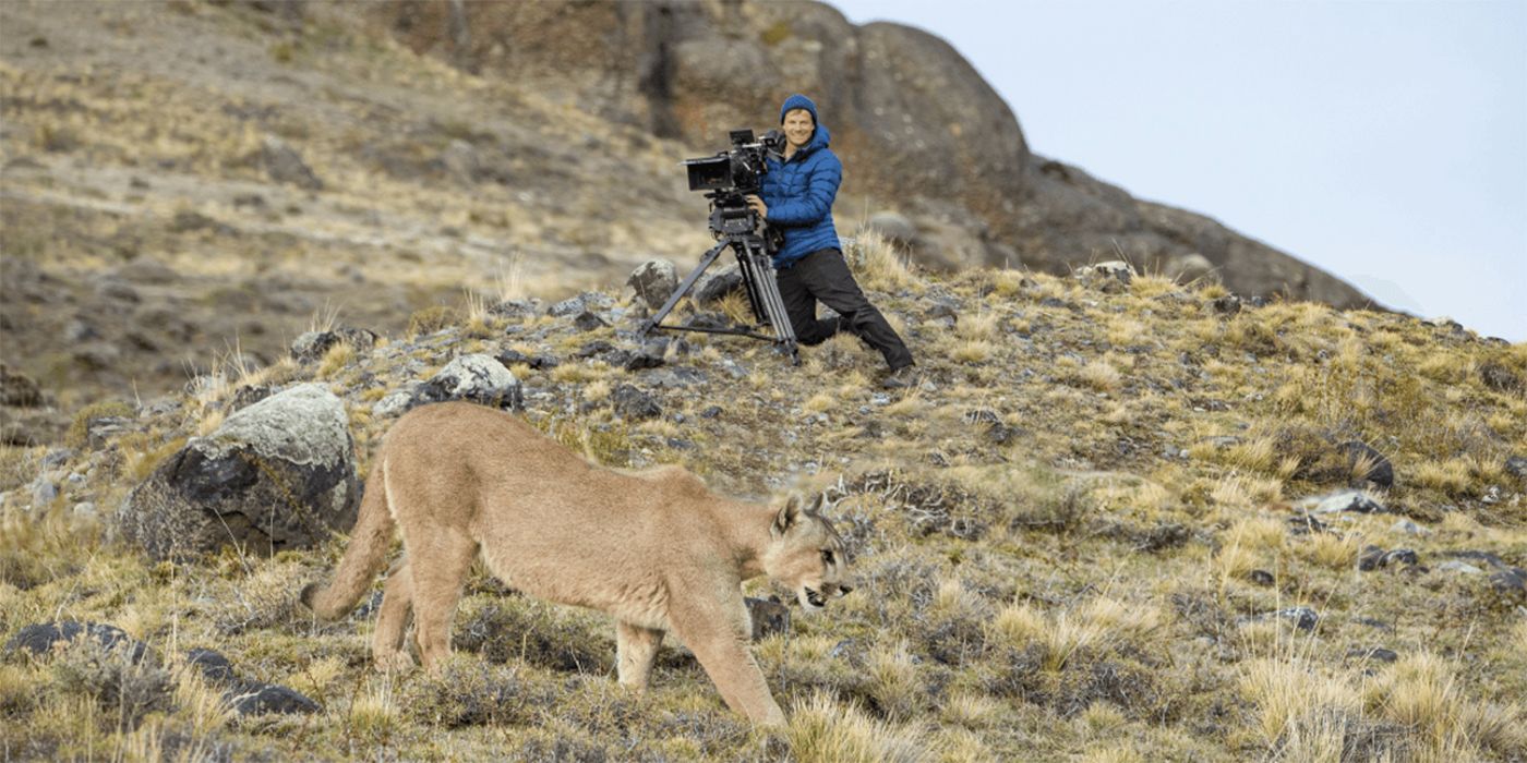 D23 2024: Исследователь NatGeo Берти Грегори Хайпс «Тайны пингвинов» и размышления о животных вблизи