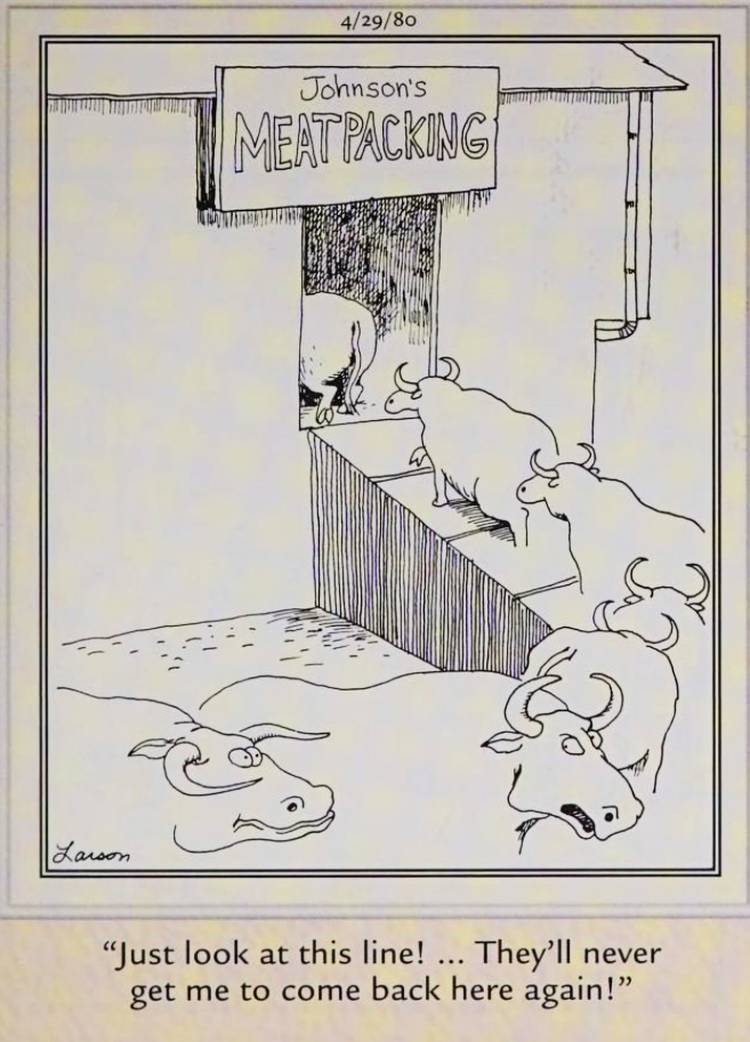 Far Side, April 29, 1980, cows in line to be slaughtered complaining about the wait