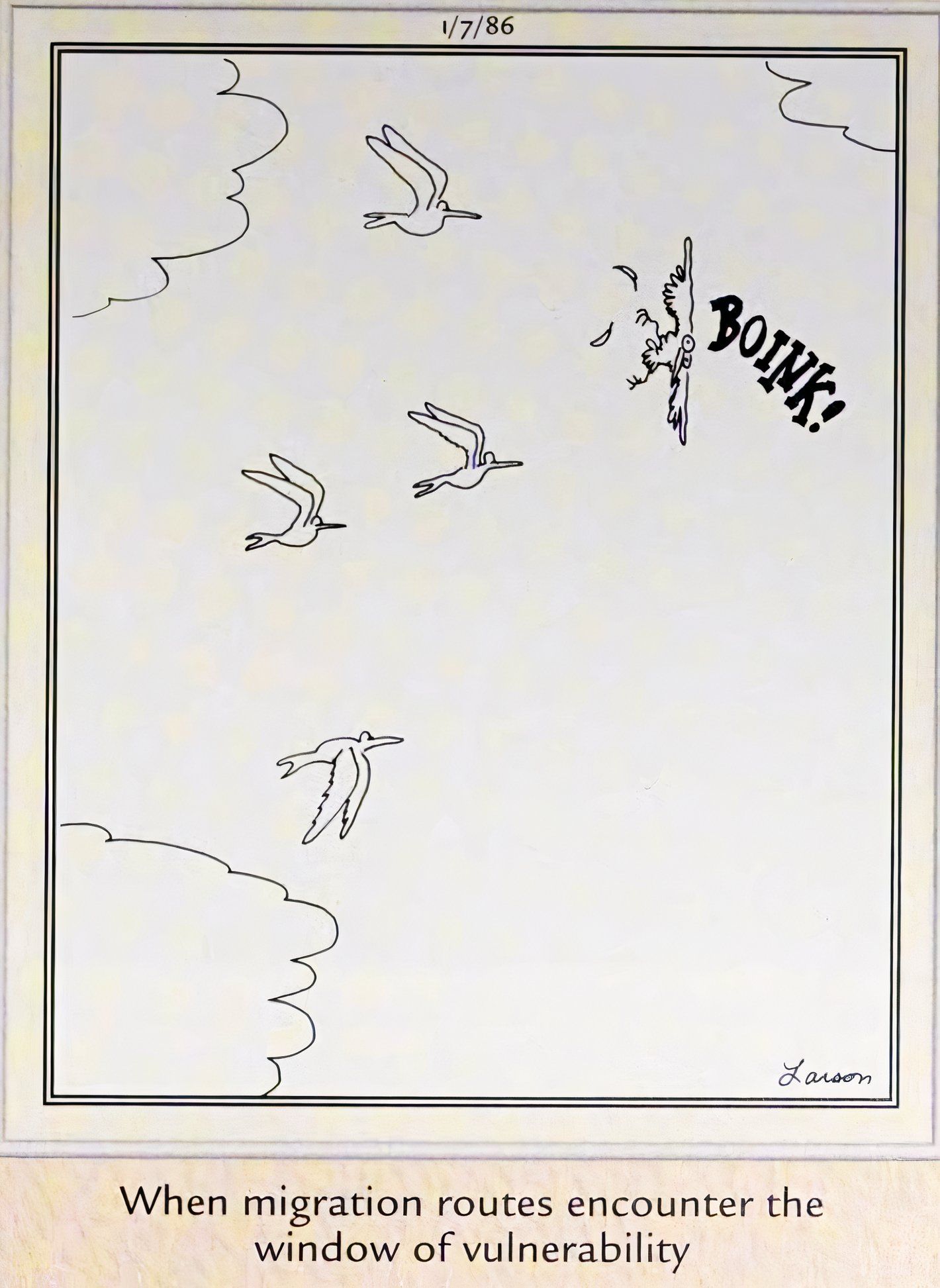 Far Side, January 7, 1986, a migrating bird hits the 'window of vulnerability'