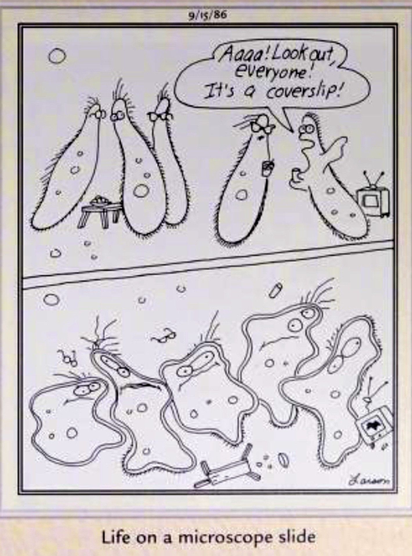 Far Side, 15 de setembro de 1986, amebas achatadas por uma lâmina de microscópio