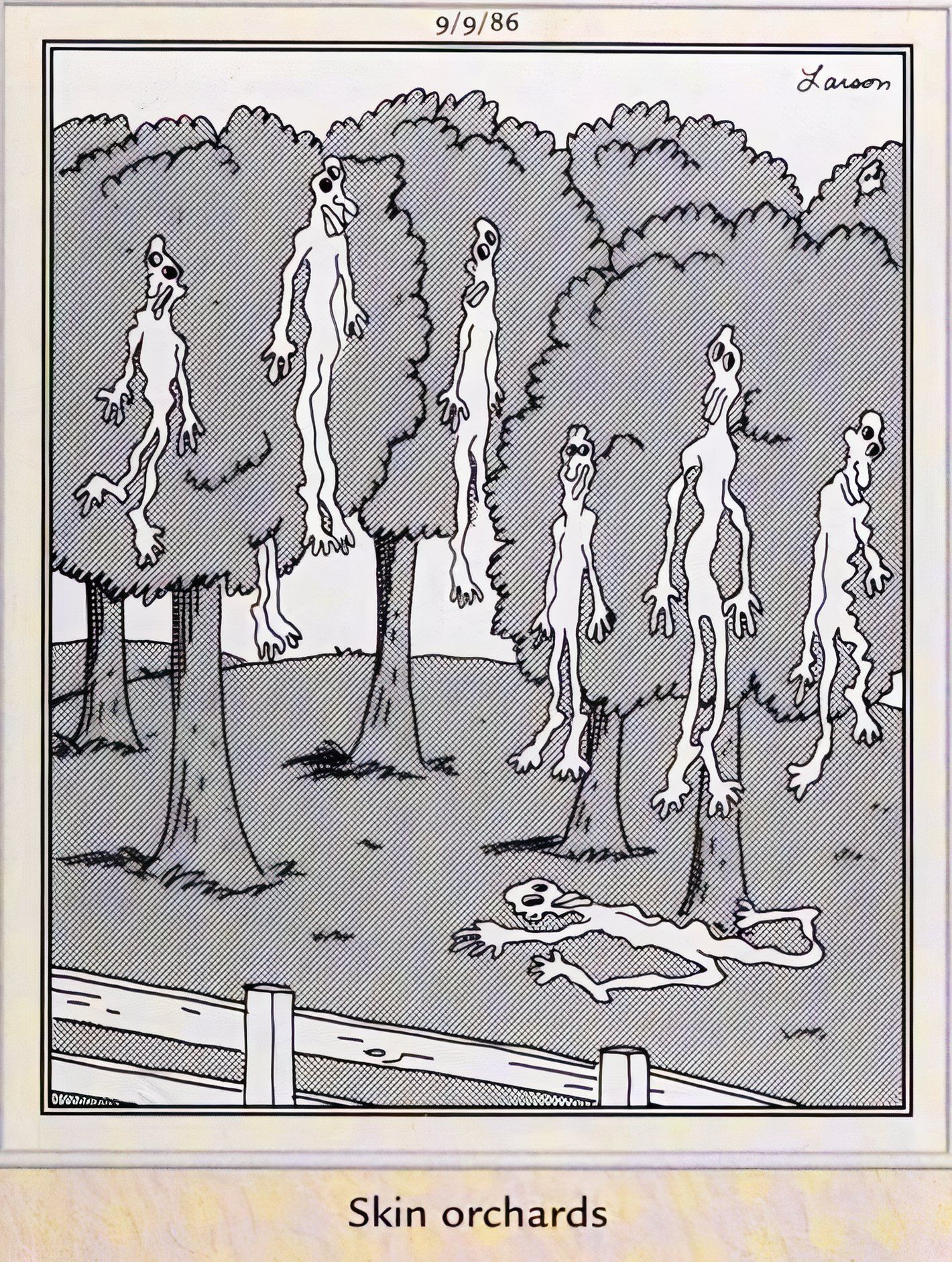 Far Side, September 9, 1986, loose skin hanging from trees at a 'skin orchard'