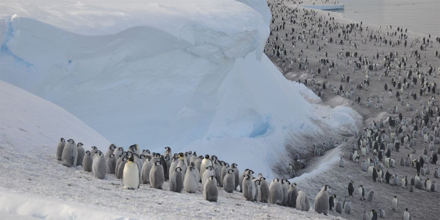 D23 2024: NatGeo Explorer Bertie Gregory Hypes Secrets Of The Penguins & Reflects On Animals Up Close