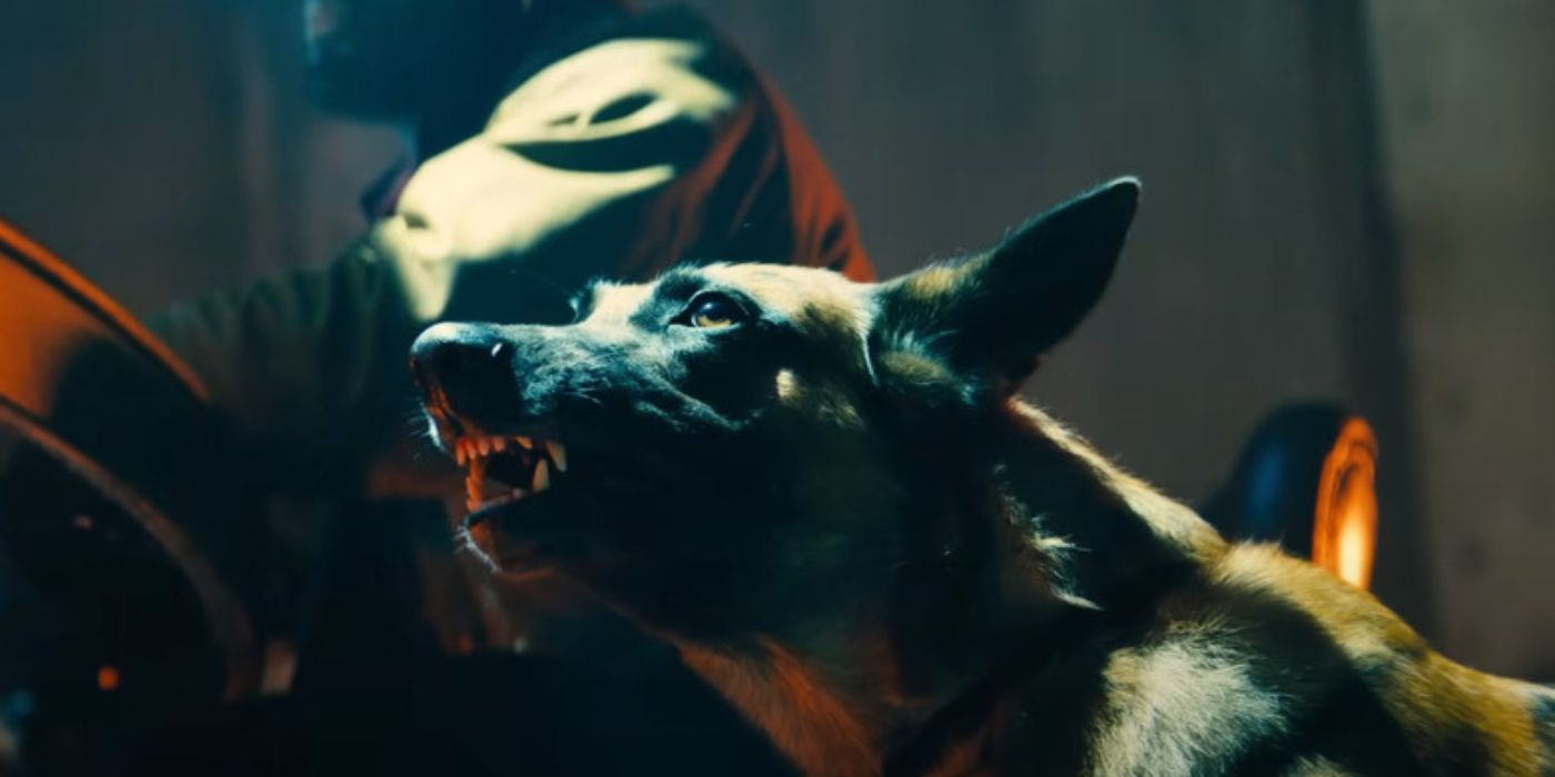 12 Things You Didn't Know About John Wick's Dogs