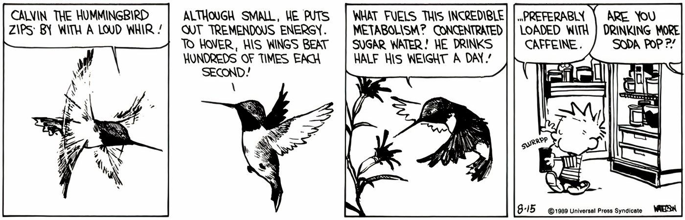 Calvin se faisant passer pour un colibri pour boire du soda.