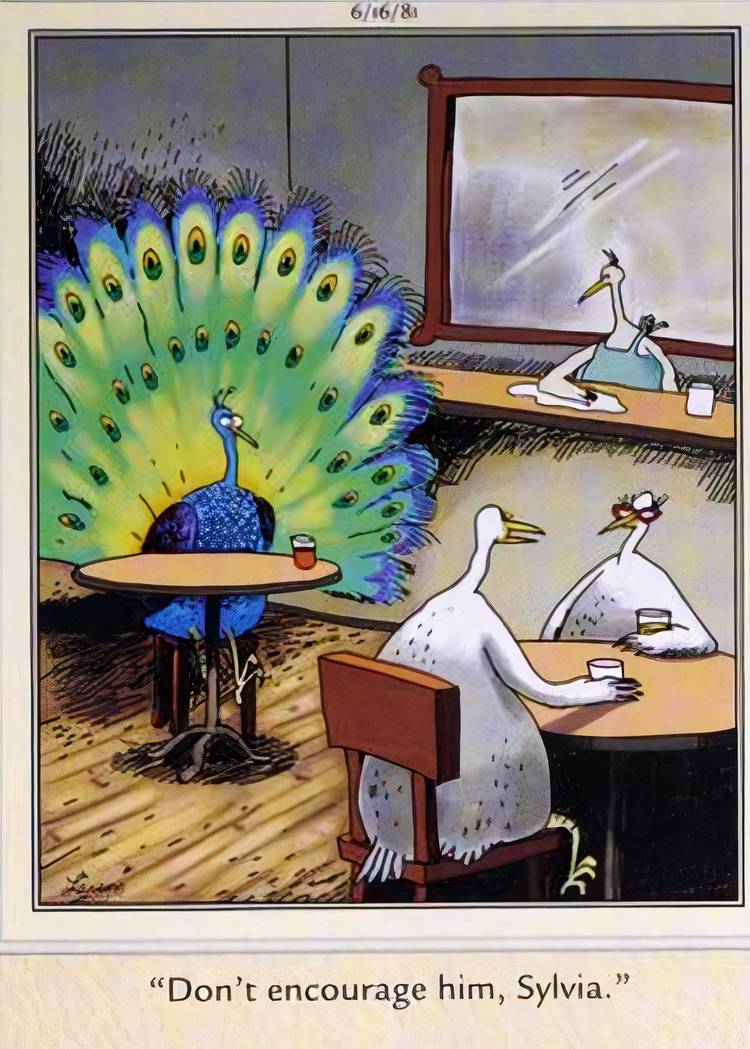 Far Side. June 16, 1981, a chicken drinking at a bar tells her friend not to encourage a peacock admirer
