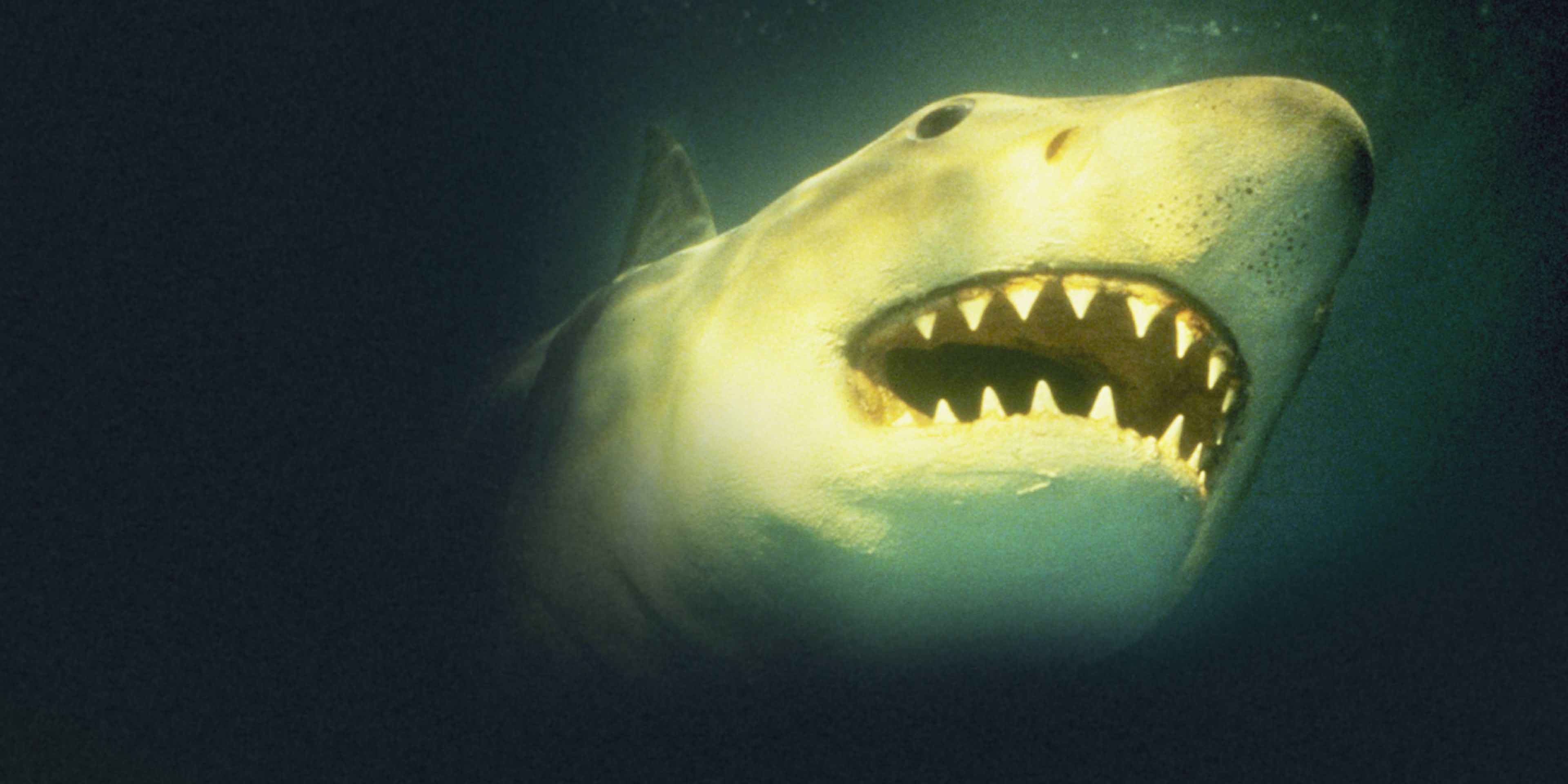 jaws 3d Summary, Latest News, Trailer, Cast, Where to Watch and More