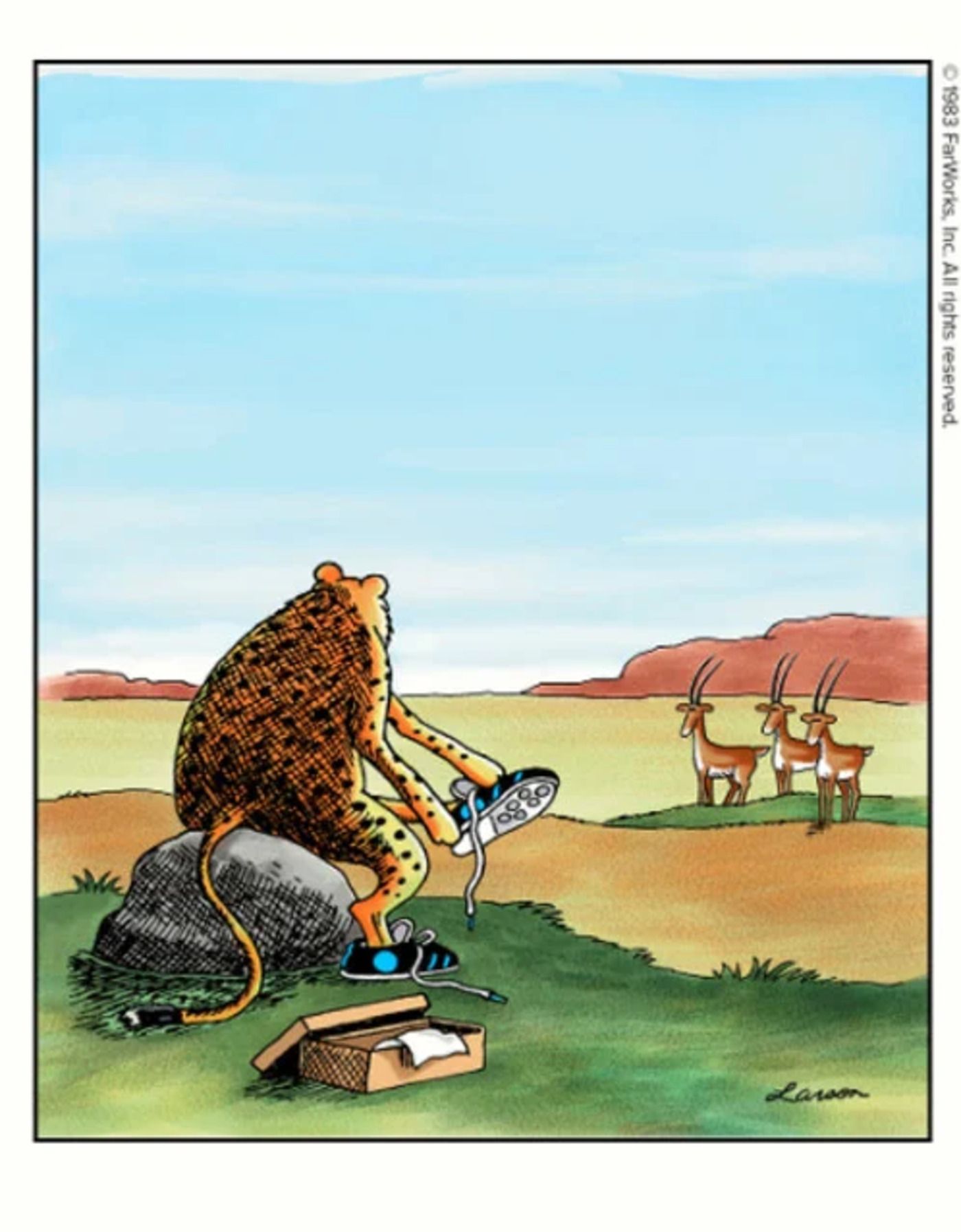 Cheetah putting on running shoes when it sees antelopes.