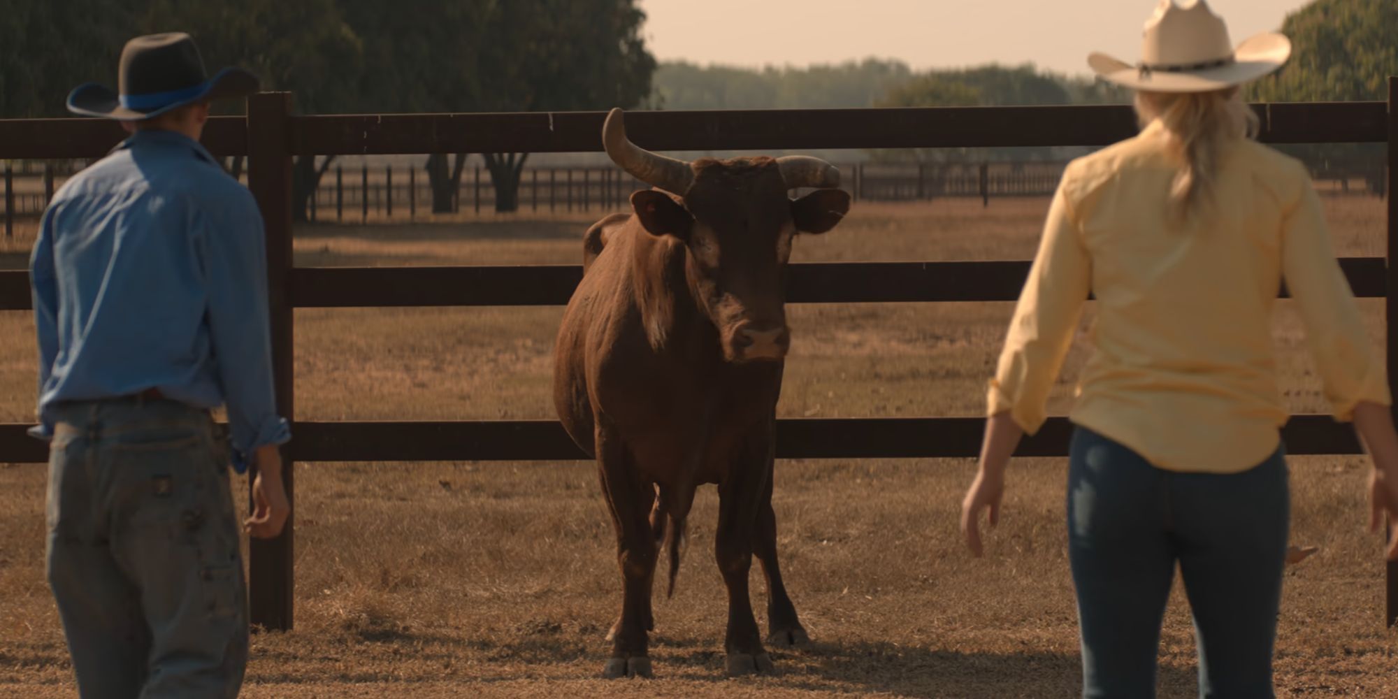 A bull looking at two cattle trainers in Territory