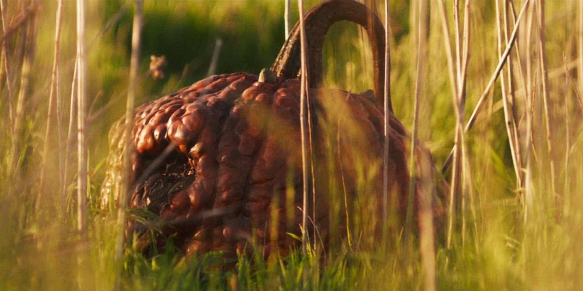 Carved the pumpkin in the field