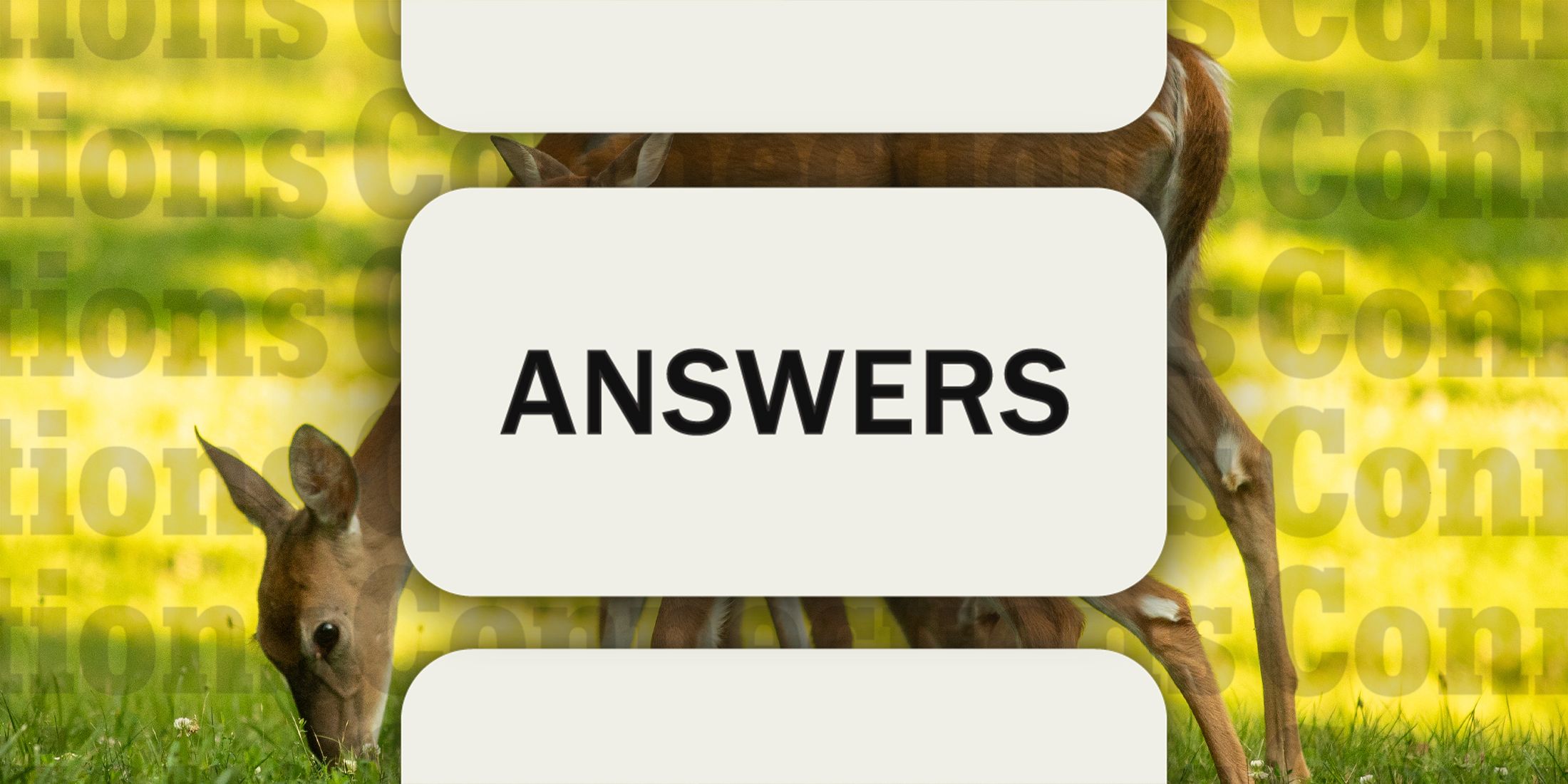 Doe in Connections Answers October 10