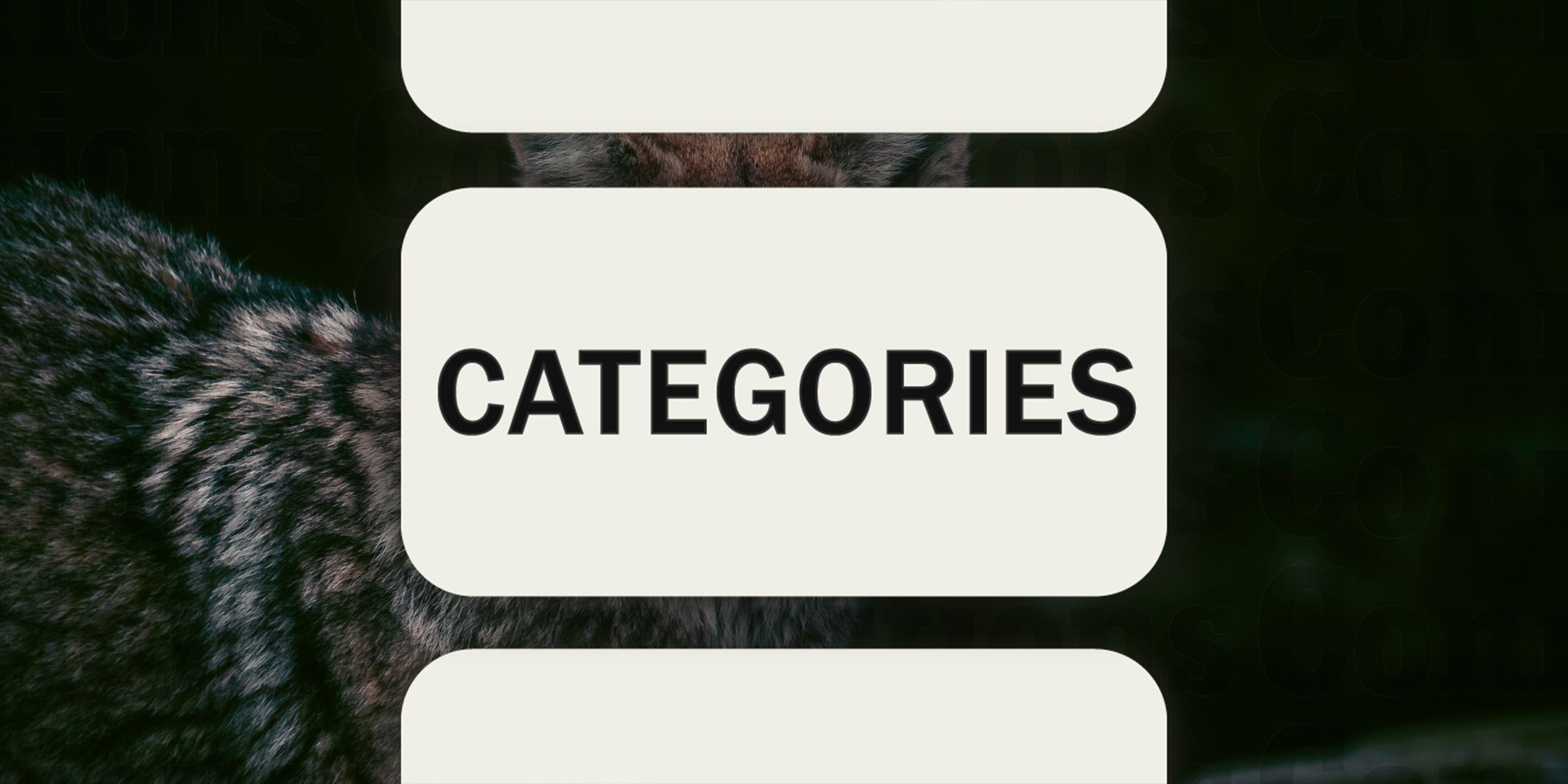 Coyote in Connections Categories October 13