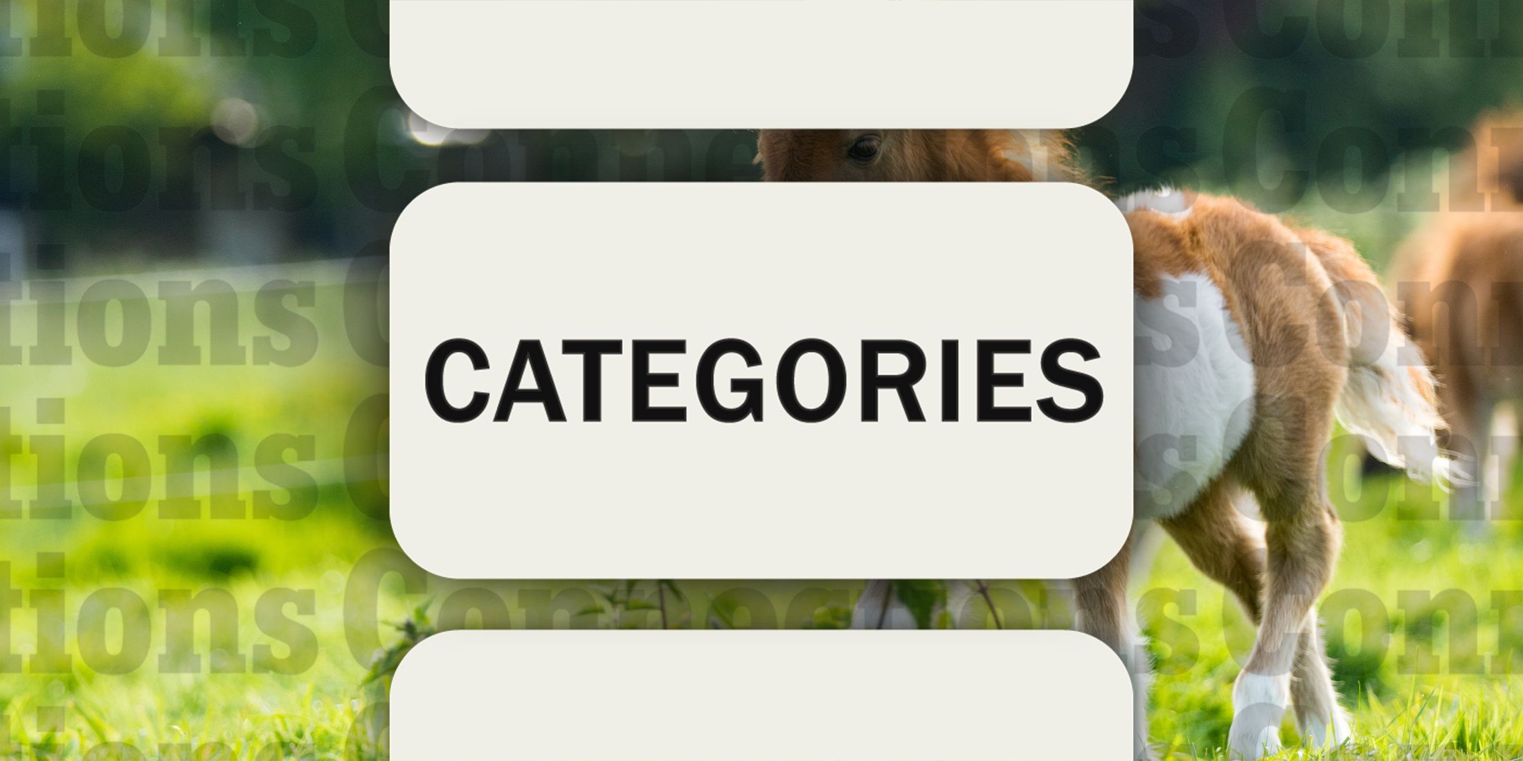 Pony in Connections Categories October 14