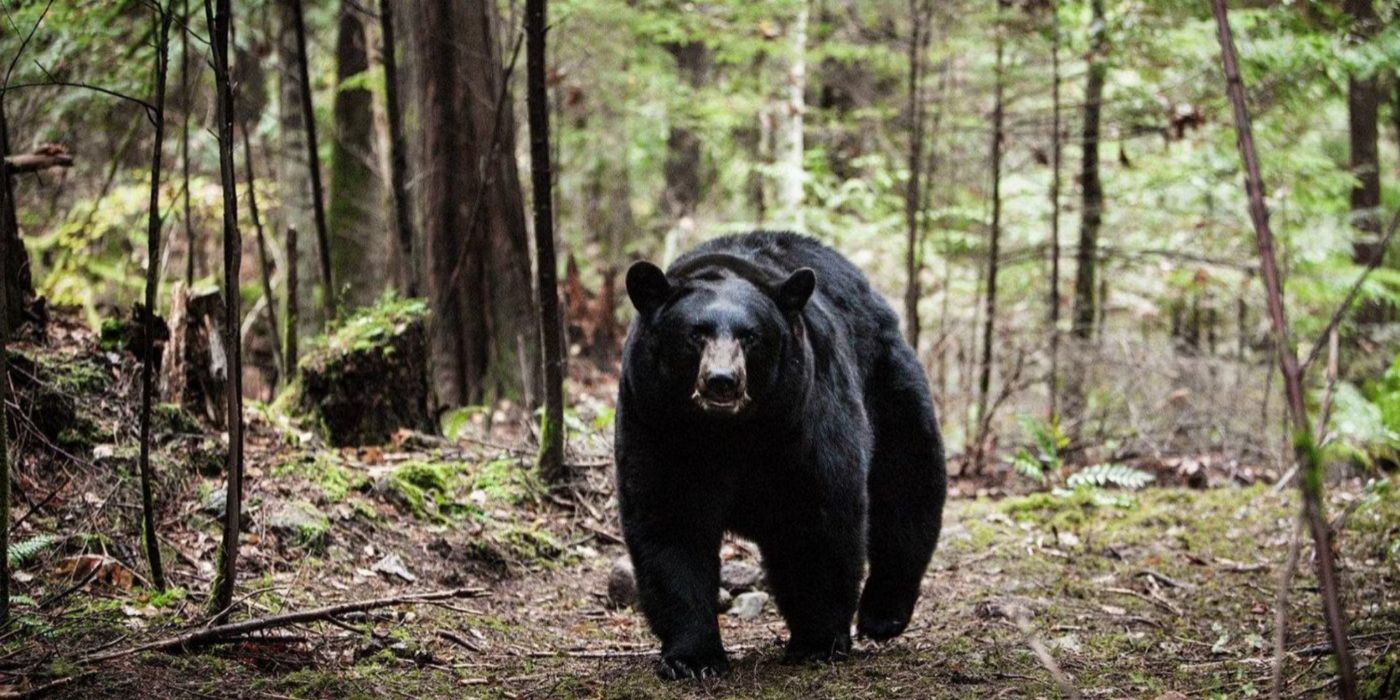 Explicación de la historia real de la película Backcountry: ¿Sucedió realmente el ataque del oso?