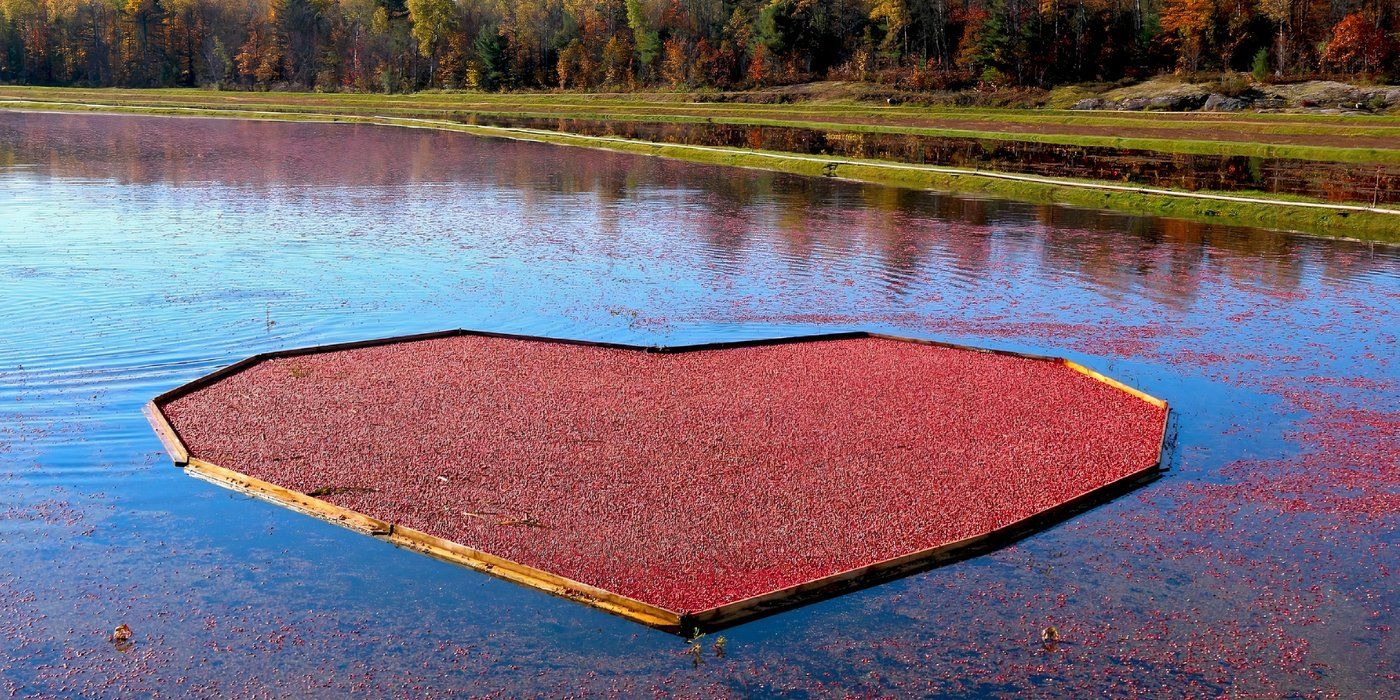 Cranberry Marsh in My Old Ass