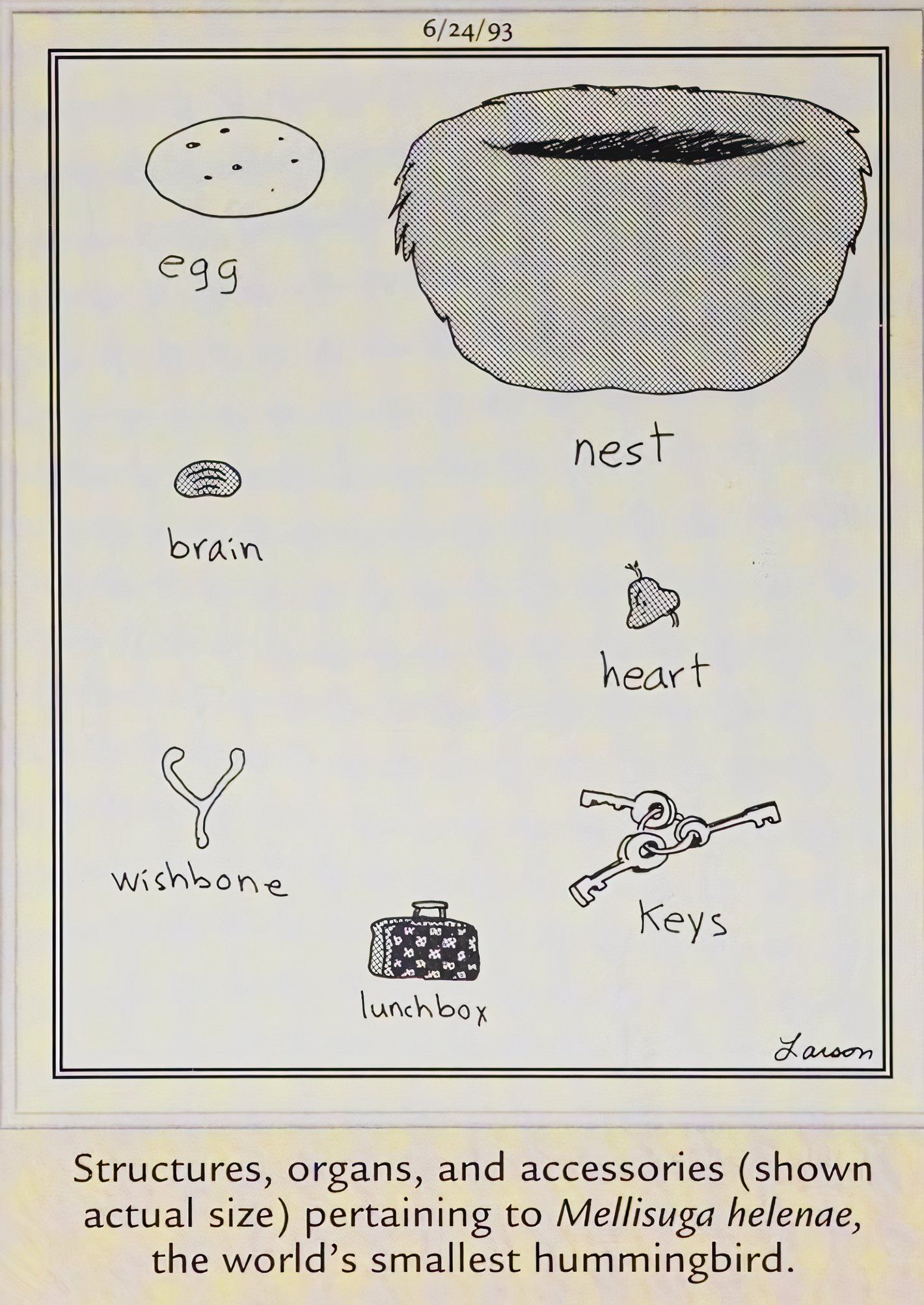 Far Side, June 24, 1993, depicting the organs and accessories of a hummingbird