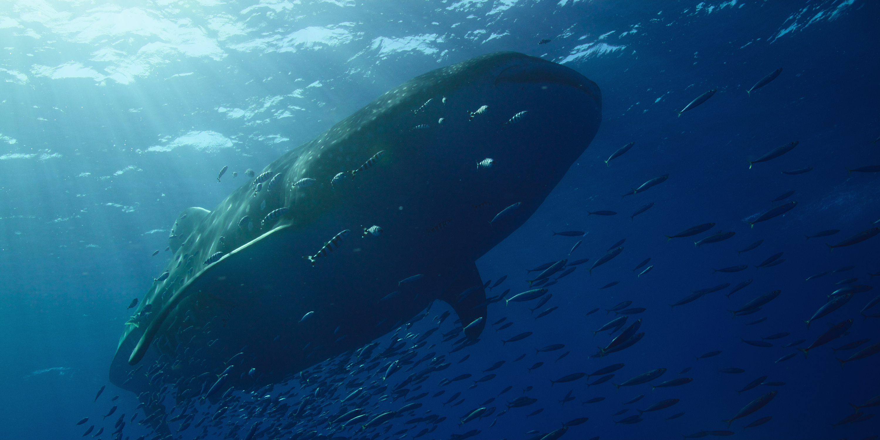 Our Oceans Filmmakers Answer Burning Questions About Netflix’s New Nature Docuseries