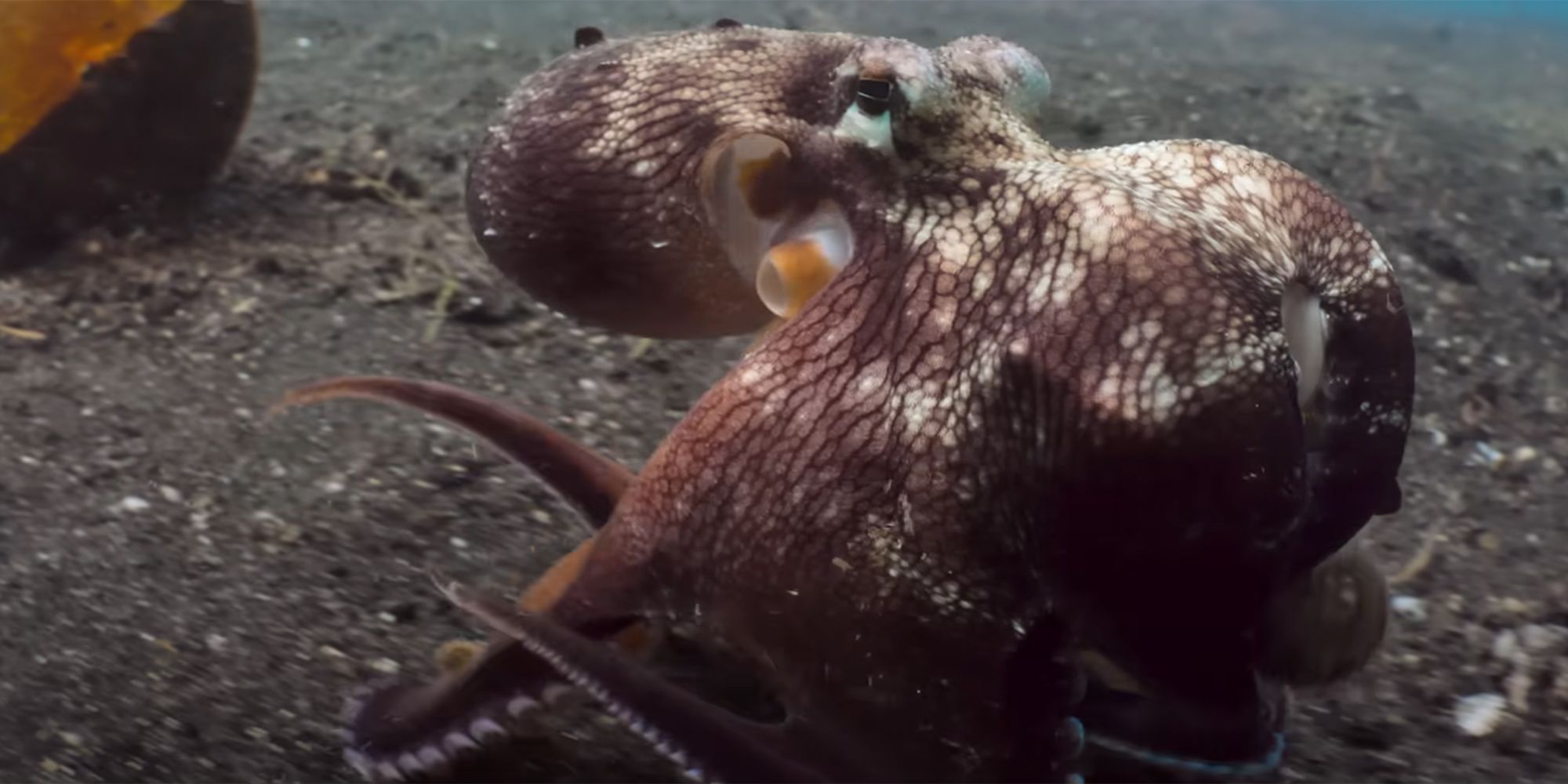 Los pulpos están en el fondo del mar en nuestros océanos.