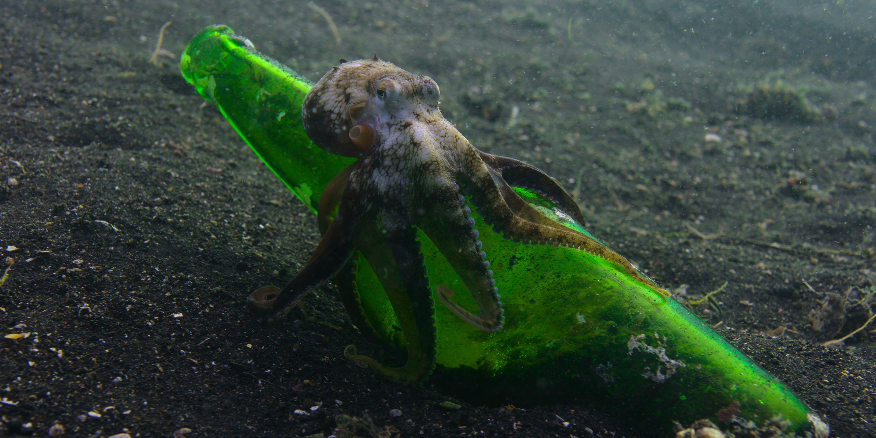 Nuestros cineastas de Oceans responden preguntas candentes sobre la nueva docuserie sobre la naturaleza de Netflix