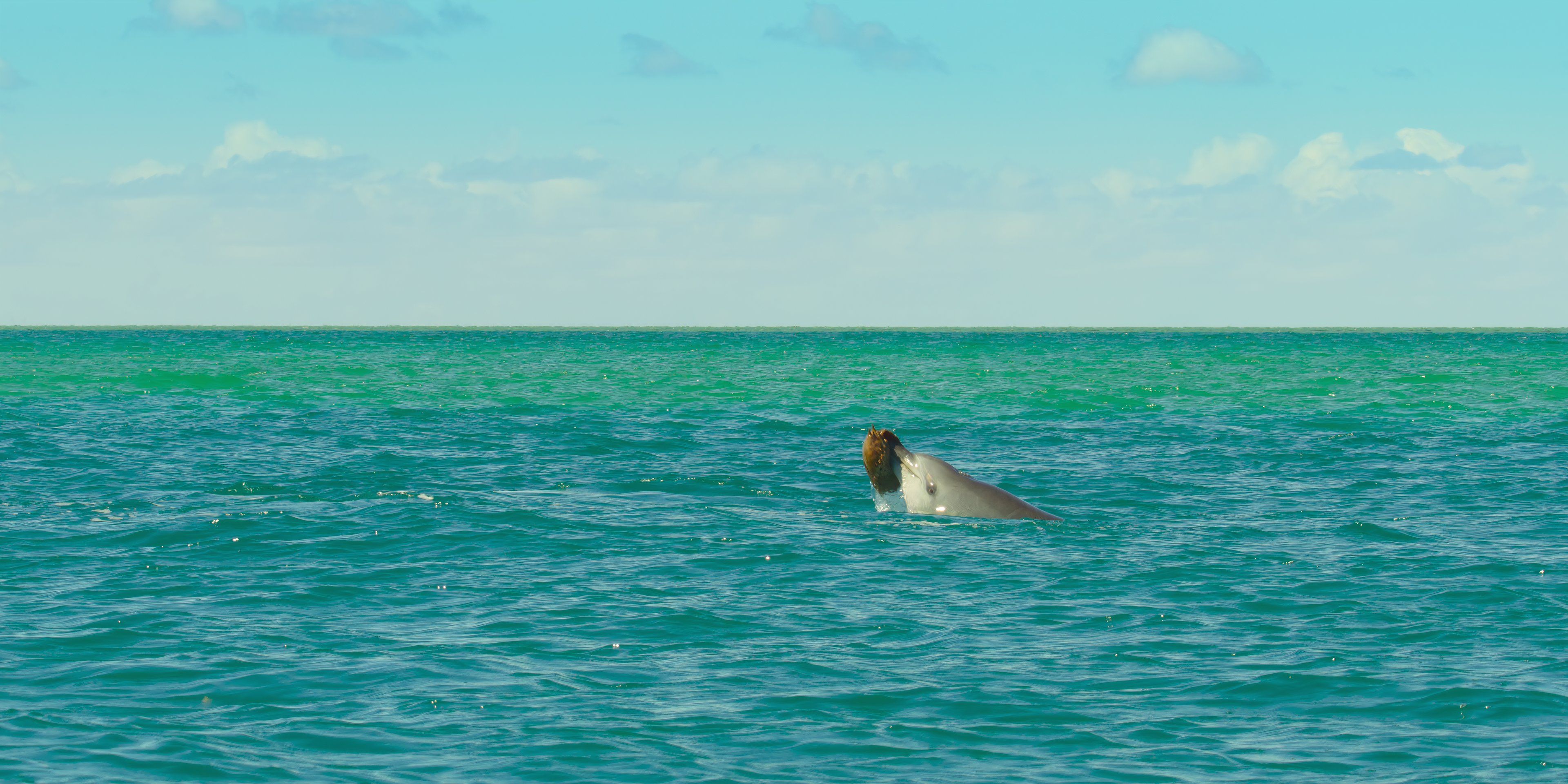 La investigadora de nuestra serie Oceans, Inka Cresswell, habla sobre pasar semanas en el mar para capturar historias de animales inolvidables