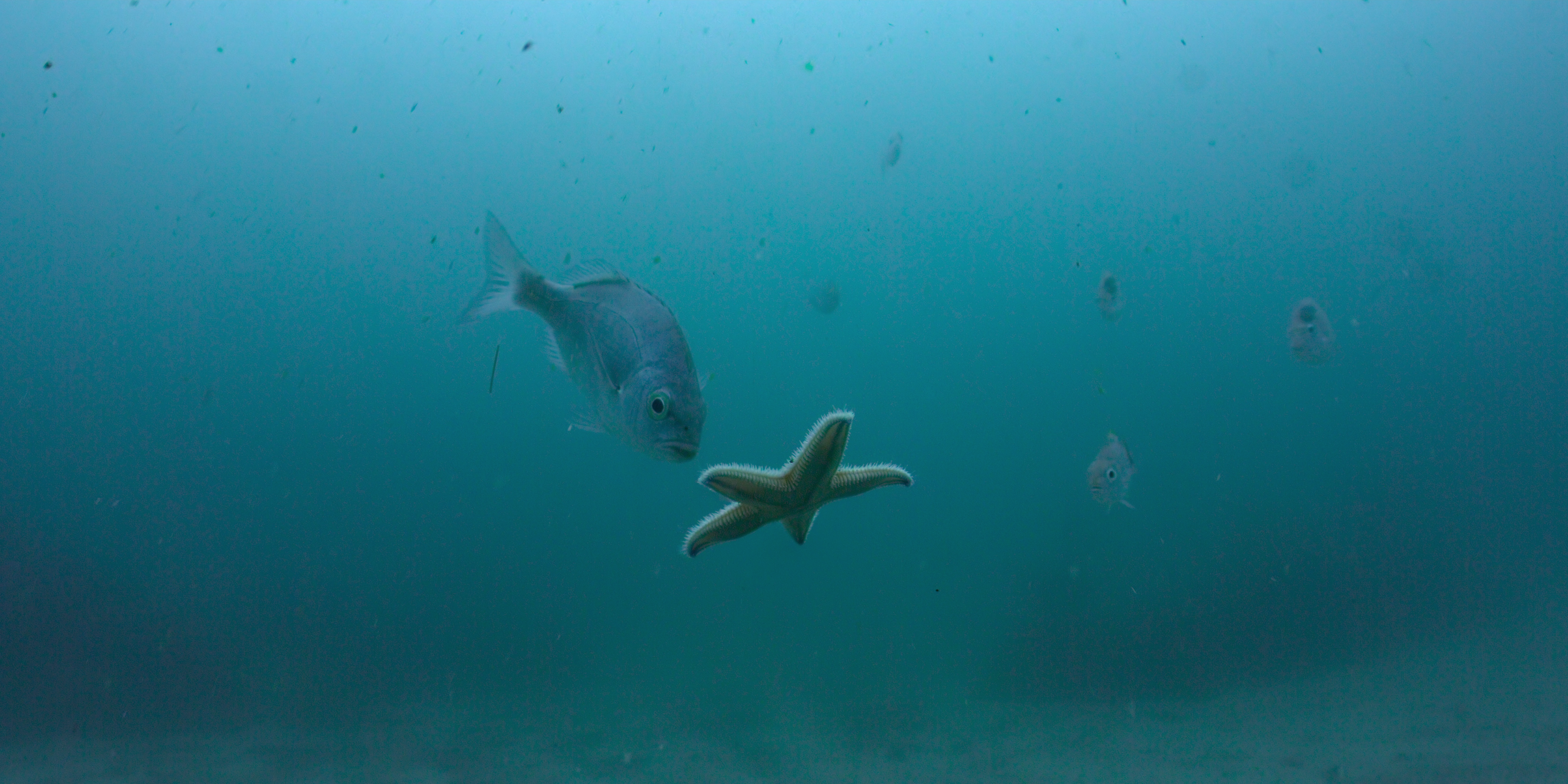 James Honeyborne y Jonathan Smith hablan sobre su nueva docuserie de Netflix, Our Oceans, que abarca todo el mundo