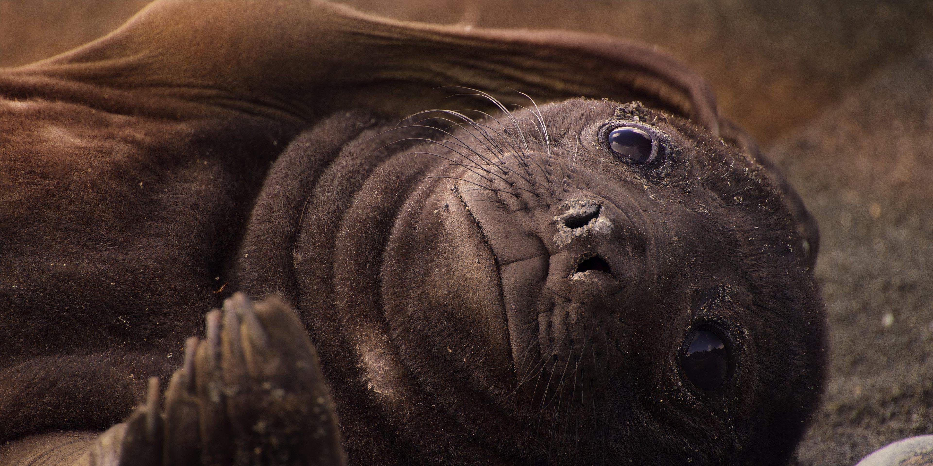 James Honeyborne y Jonathan Smith hablan sobre su nueva docuserie de Netflix, Our Oceans, que abarca todo el mundo