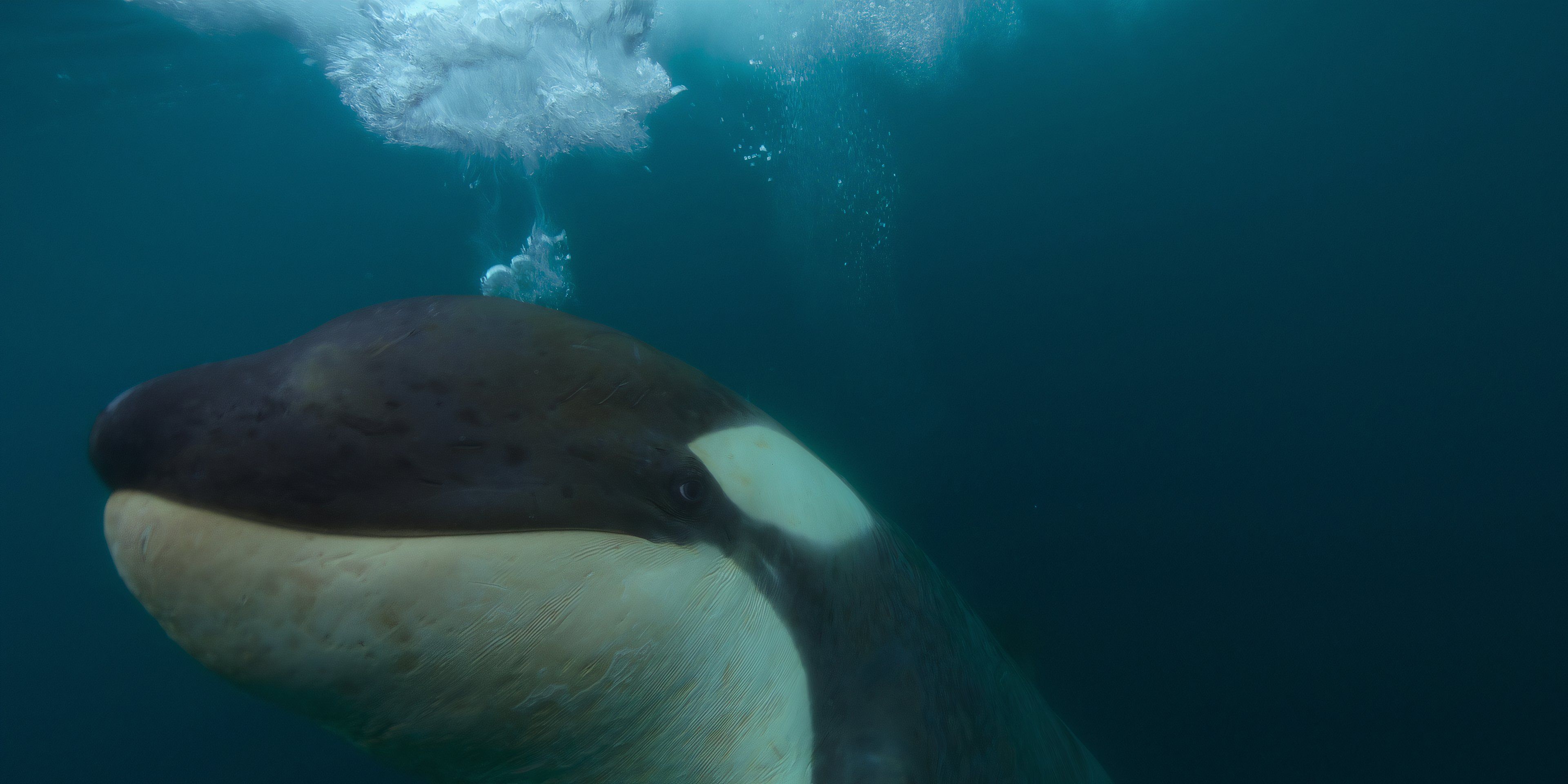 La investigadora de nuestra serie Oceans, Inka Cresswell, habla sobre pasar semanas en el mar para capturar historias de animales inolvidables