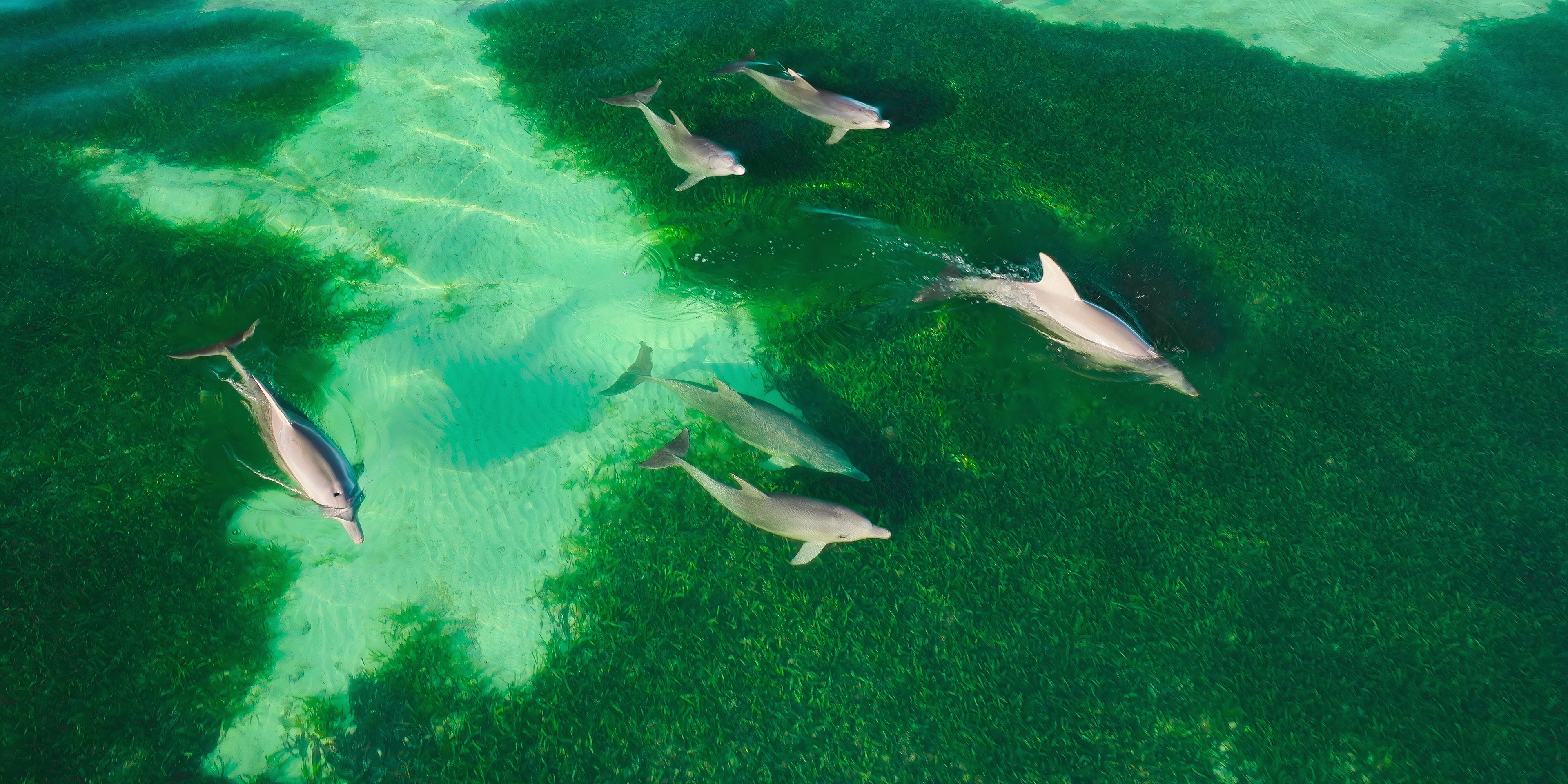 James Honeyborne y Jonathan Smith hablan sobre su nueva docuserie de Netflix, Our Oceans, que abarca todo el mundo