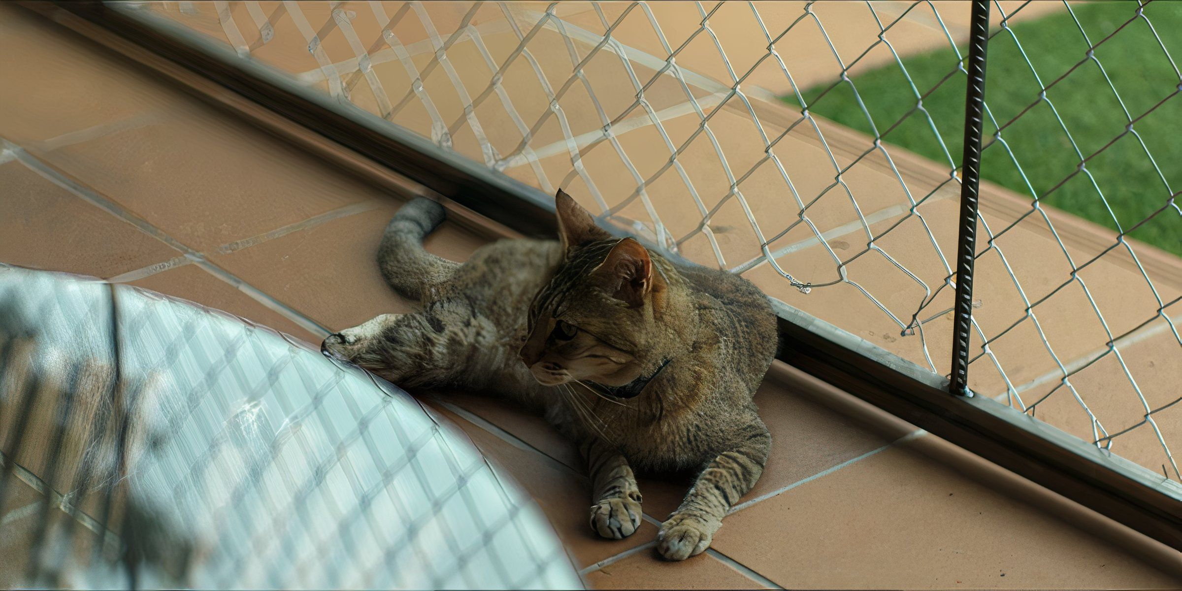 Qué le sucede al gato en Apocalipsis Z: el principio del fin