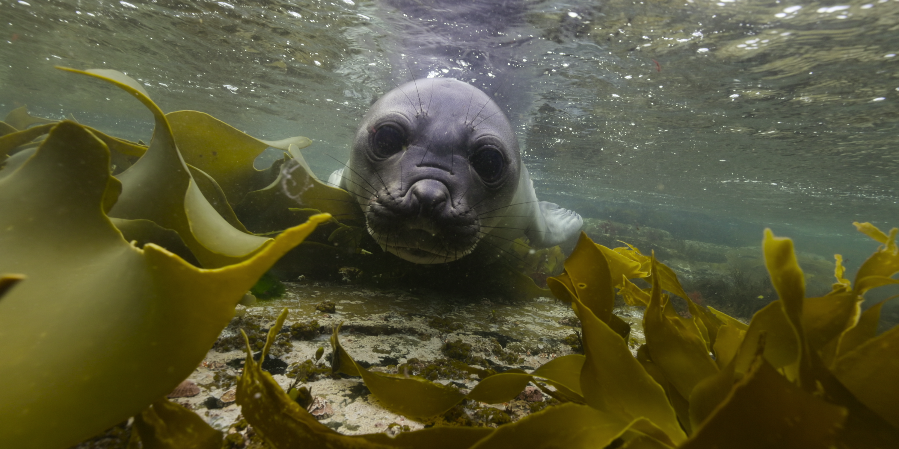 Nuestros cineastas de Oceans responden preguntas candentes sobre la nueva docuserie sobre la naturaleza de Netflix