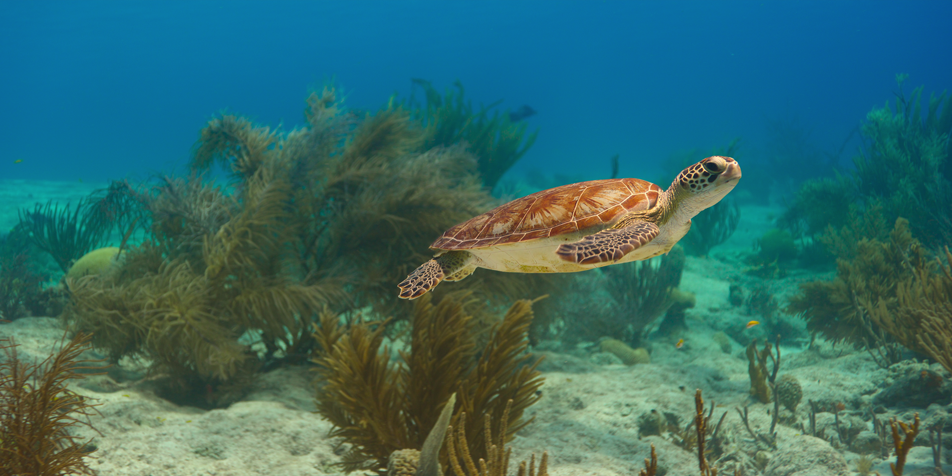 Nuestros cineastas de Oceans responden preguntas candentes sobre la nueva docuserie sobre la naturaleza de Netflix