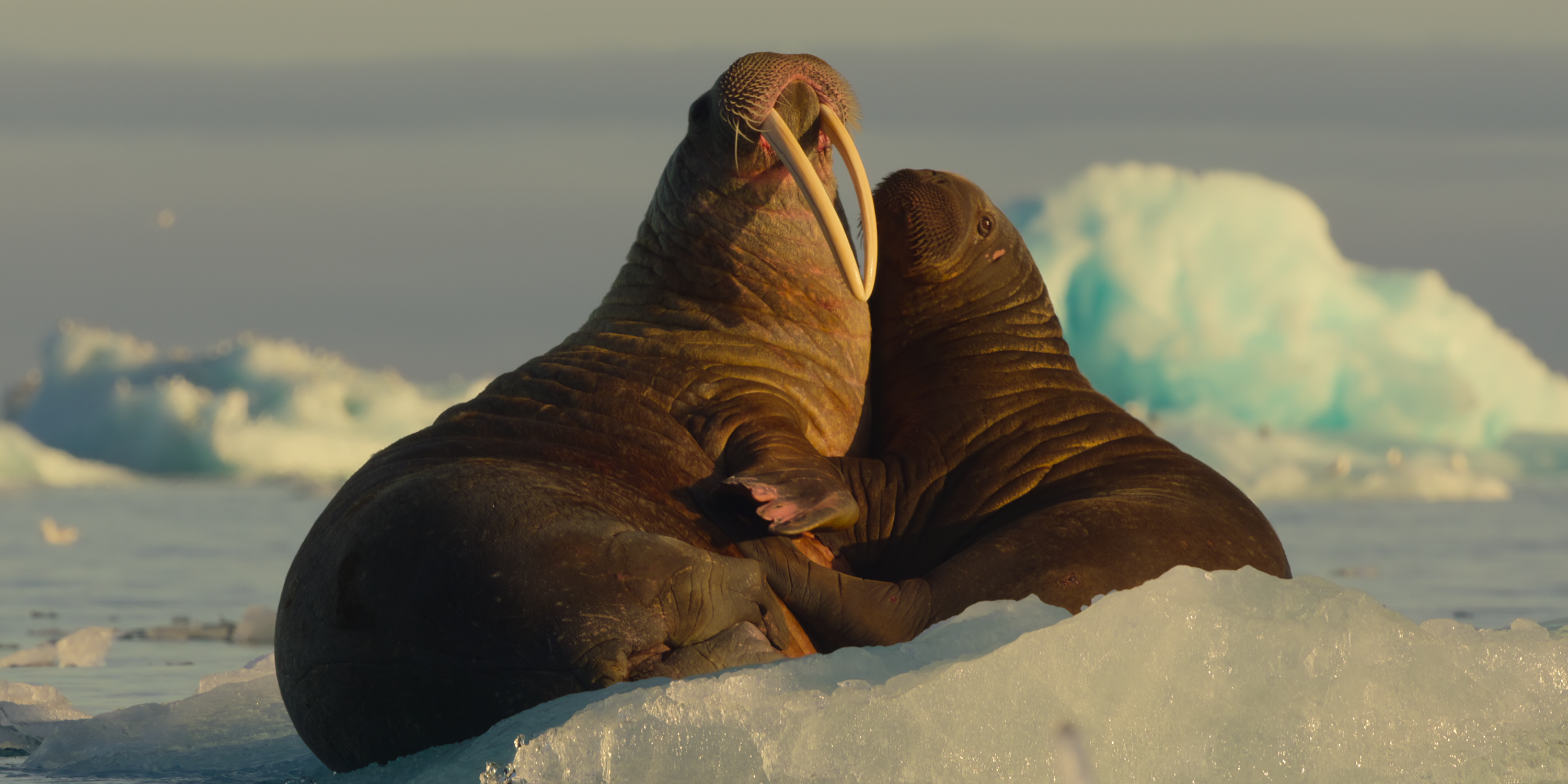 Las morsas se acurrucan en la nieve de nuestros océanos