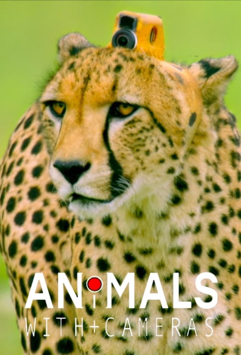 Animal Using Camera Animals with Cameras Summary, Latest News, Trailer, Season List, Cast ...