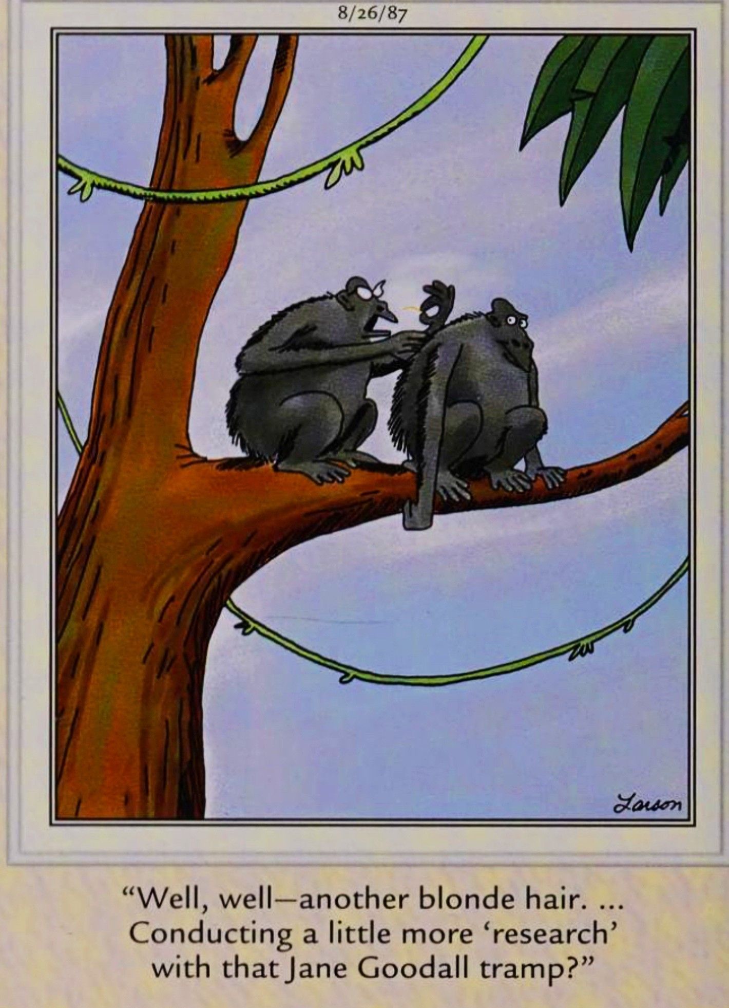 Far Side, August 26, 1987, a gorilla wife calls Jane Goodall a &lsquo;tramp&rsquo;