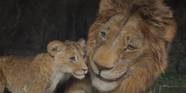 Mufasa s Chances To Win Best Original Song At The Oscars Are Already 