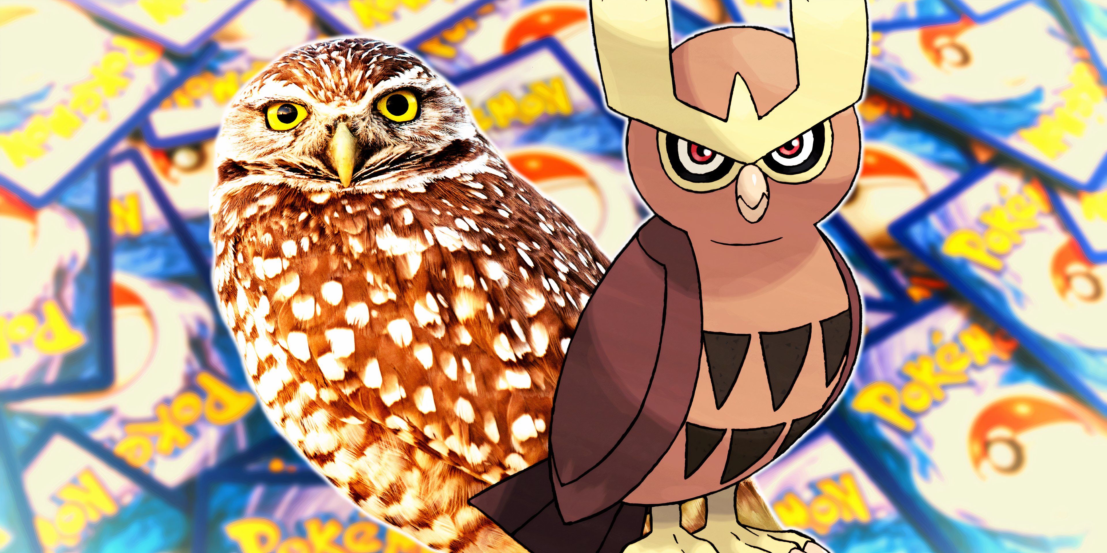 Pokemon TCG Noctowl and a real owl side by side with pokemon cards behind them