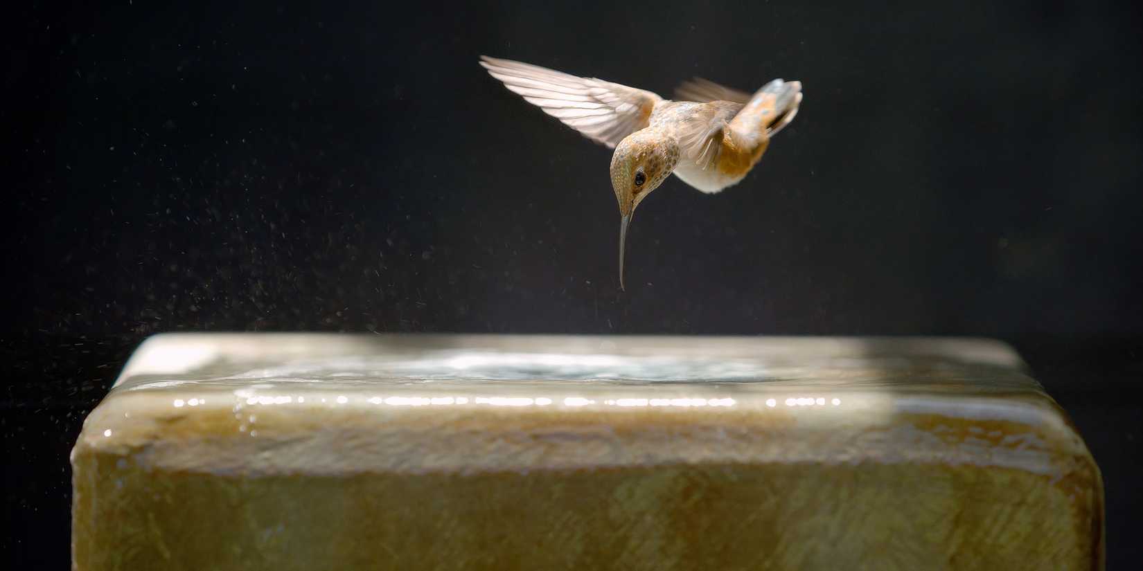 A bird flying down into a water structure in Every Little Thing