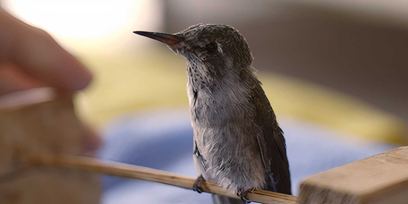 Cactus standing on the wooden dumbbell in Every Little Thing
