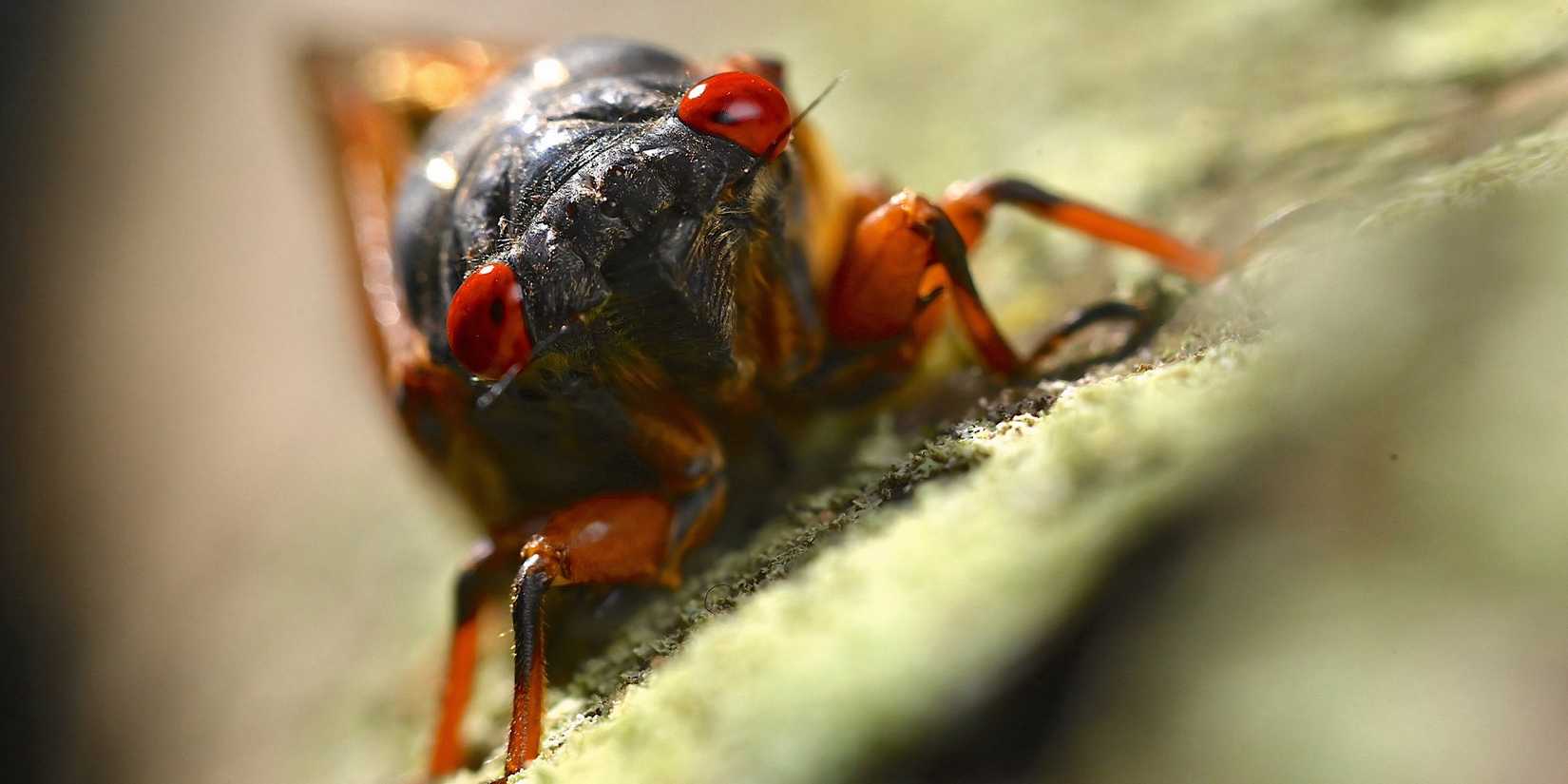cicada in a real bug's life season 2